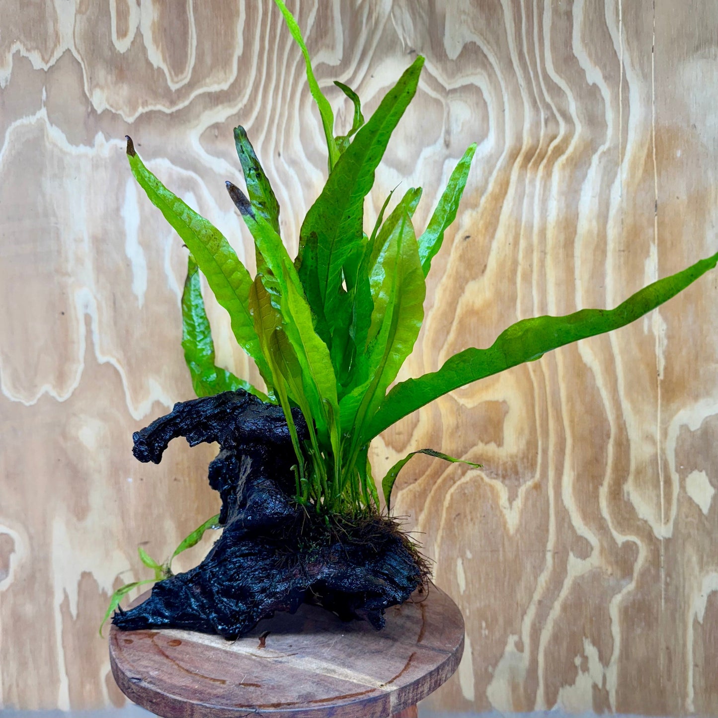 Scapeshop.com.au One Only Microsorum Driftwood Creation - Medium (Java Fern) - One Only - Bold Microsorum Driftwood Creation - Medium (Java Fern) - One Only - Bold