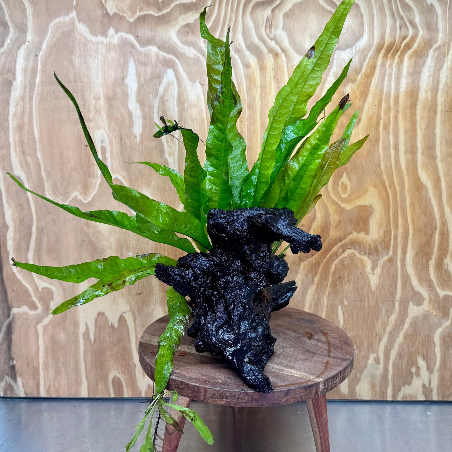Scapeshop.com.au One Only Microsorum Driftwood Creation - Medium (Java Fern) - One Only - Bold Microsorum Driftwood Creation - Medium (Java Fern) - One Only - Bold