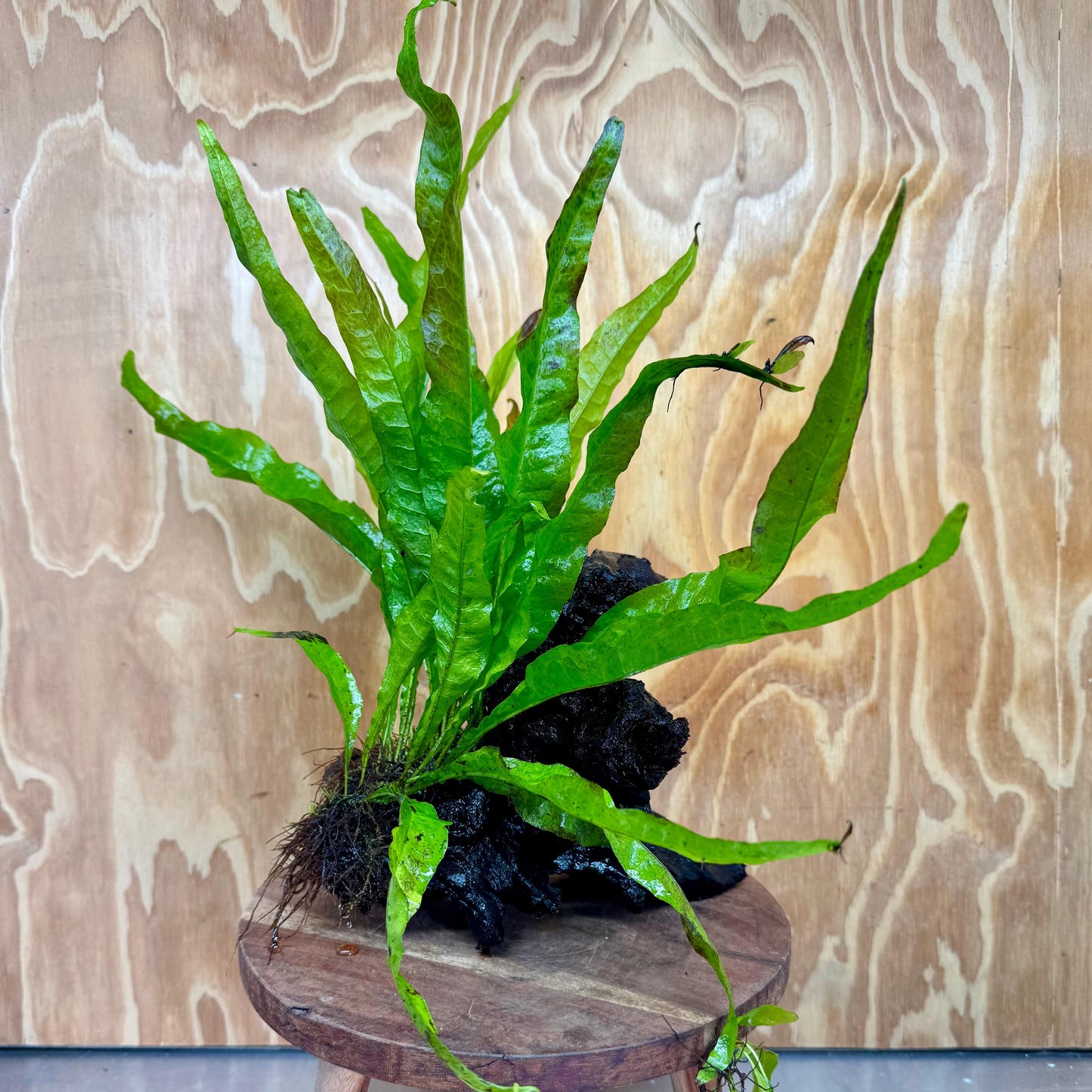 Scapeshop.com.au One Only Microsorum Driftwood Creation - Medium (Java Fern) - One Only - Bold Microsorum Driftwood Creation - Medium (Java Fern) - One Only - Bold