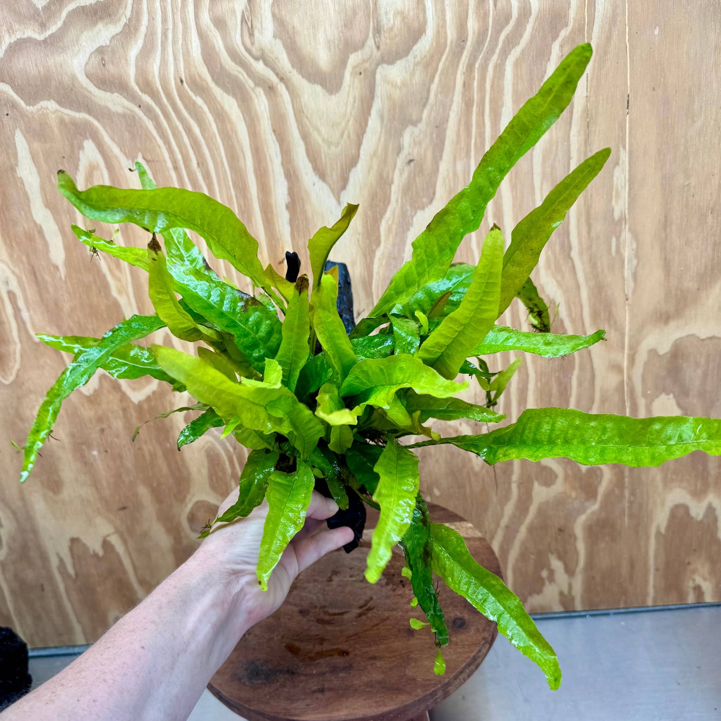 Scapeshop.com.au One Only Microsorum Driftwood Creation - Medium (Java Fern) - One Only - Bold Microsorum Driftwood Creation - Medium (Java Fern) - One Only - Bold