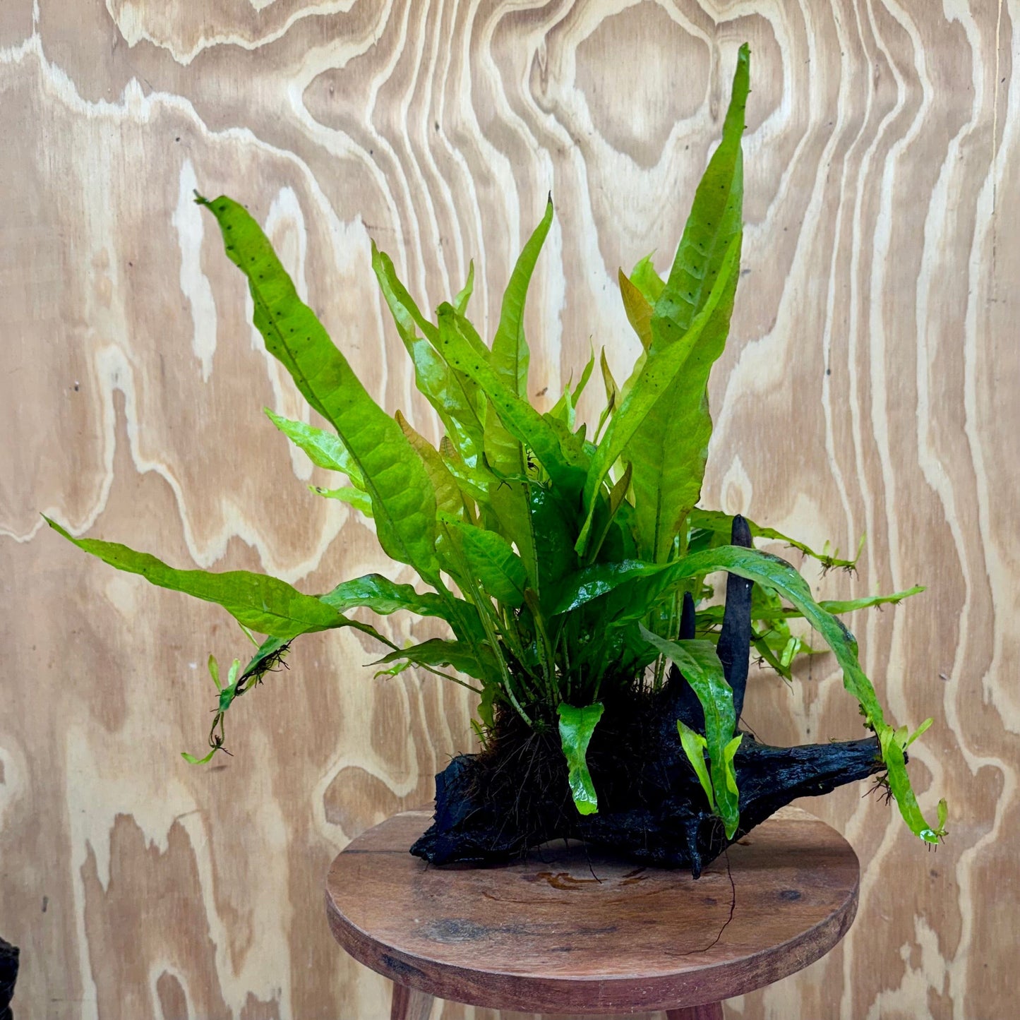 Scapeshop.com.au One Only Microsorum Driftwood Creation - Medium (Java Fern) - One Only - Bold Microsorum Driftwood Creation - Medium (Java Fern) - One Only - Bold