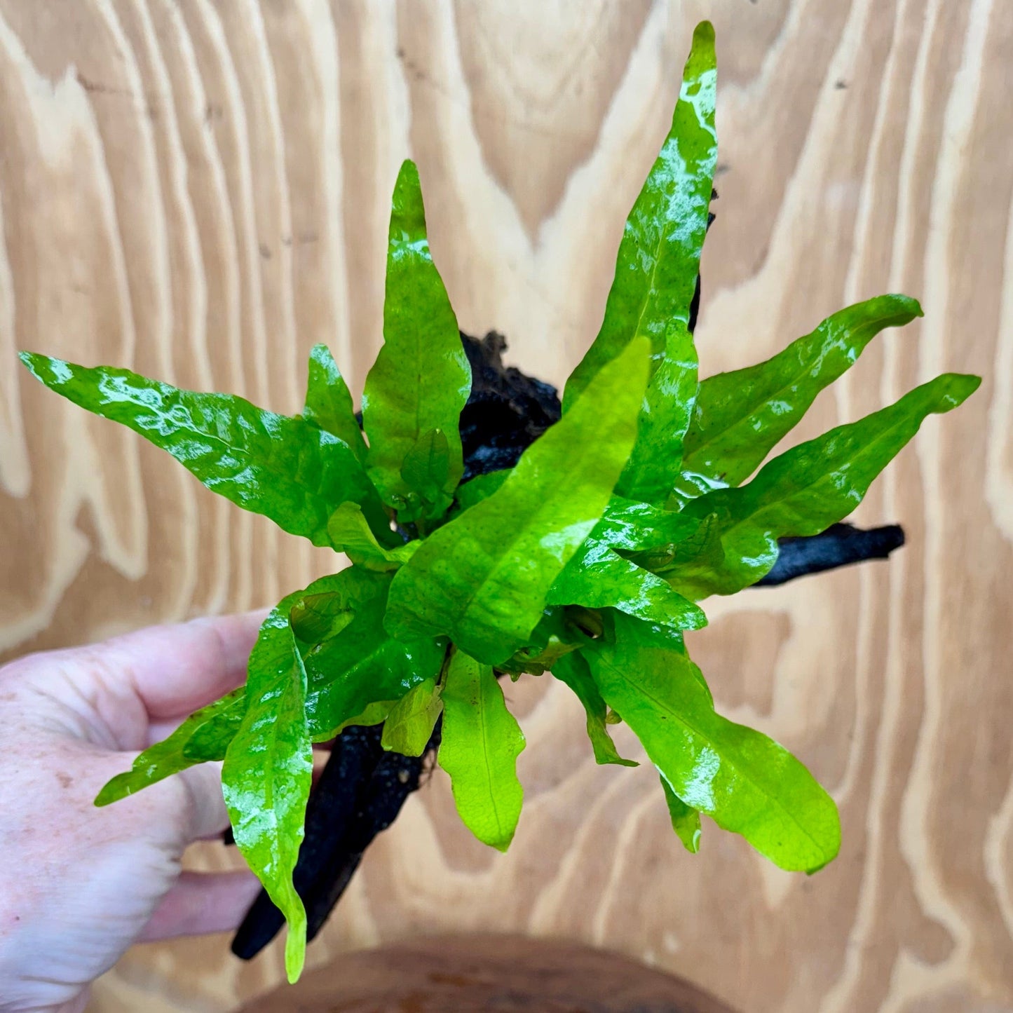 Scapeshop.com.au One Only Microsorum Driftwood Creation - Medium (Java Fern) - One Only - Dramatic Microsorum Driftwood Creation - Medium (Java Fern) - One Only - Dramatic