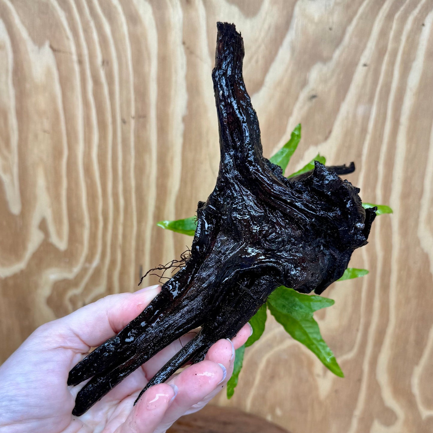 Scapeshop.com.au One Only Microsorum Driftwood Creation - Medium (Java Fern) - One Only - Dramatic Microsorum Driftwood Creation - Medium (Java Fern) - One Only - Dramatic