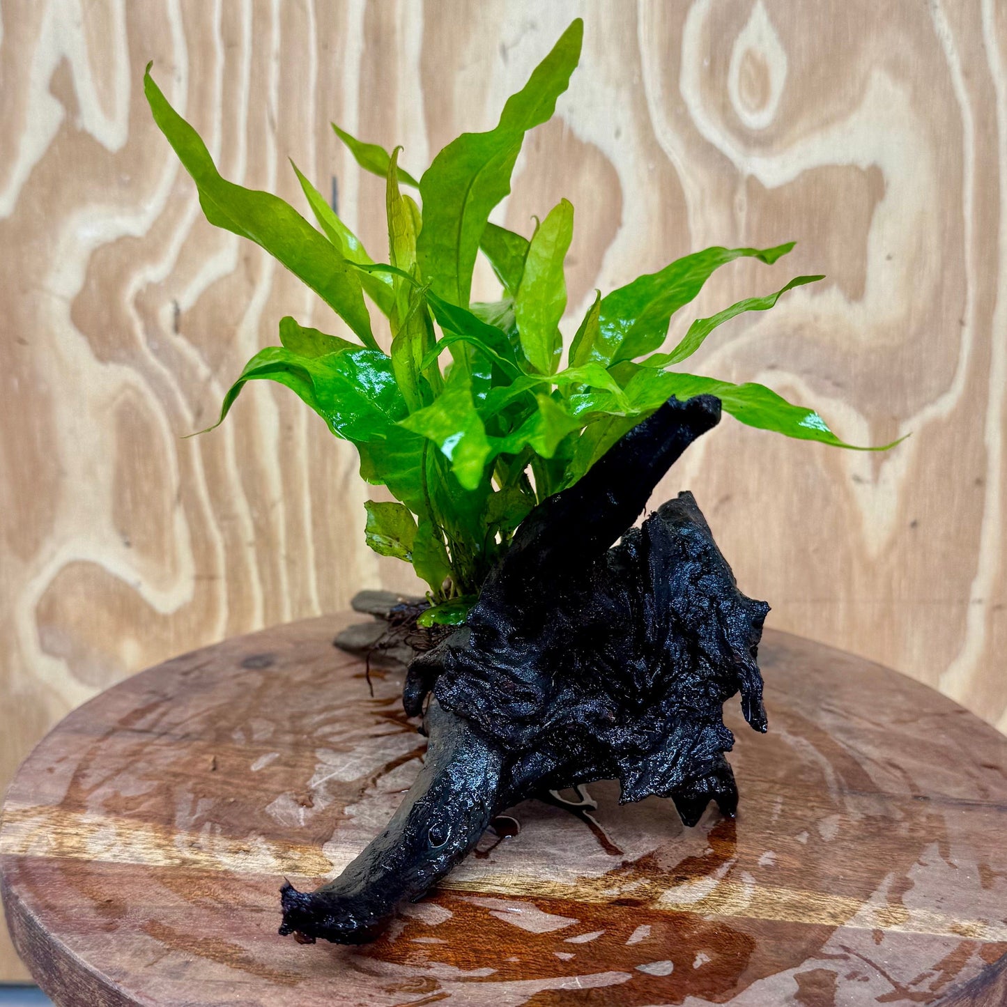Scapeshop.com.au One Only Microsorum Driftwood Creation - Medium (Java Fern) - One Only - Dramatic Microsorum Driftwood Creation - Medium (Java Fern) - One Only - Dramatic