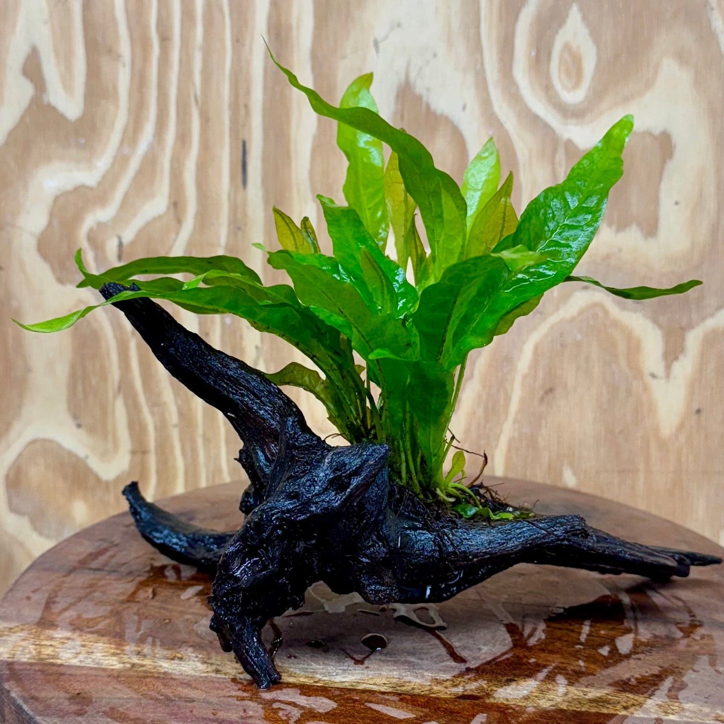 Scapeshop.com.au One Only Microsorum Driftwood Creation - Medium (Java Fern) - One Only - Dramatic Microsorum Driftwood Creation - Medium (Java Fern) - One Only - Dramatic