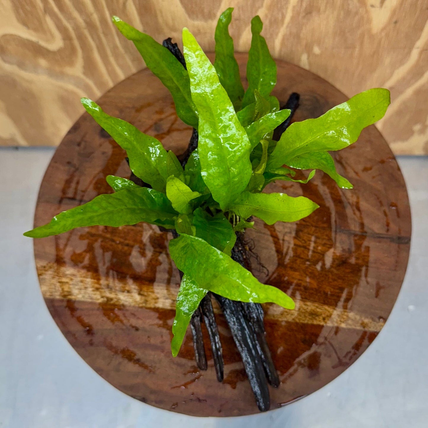 Scapeshop.com.au One Only Microsorum Driftwood Creation - Medium (Java Fern) - One Only - Dramatic Microsorum Driftwood Creation - Medium (Java Fern) - One Only - Dramatic