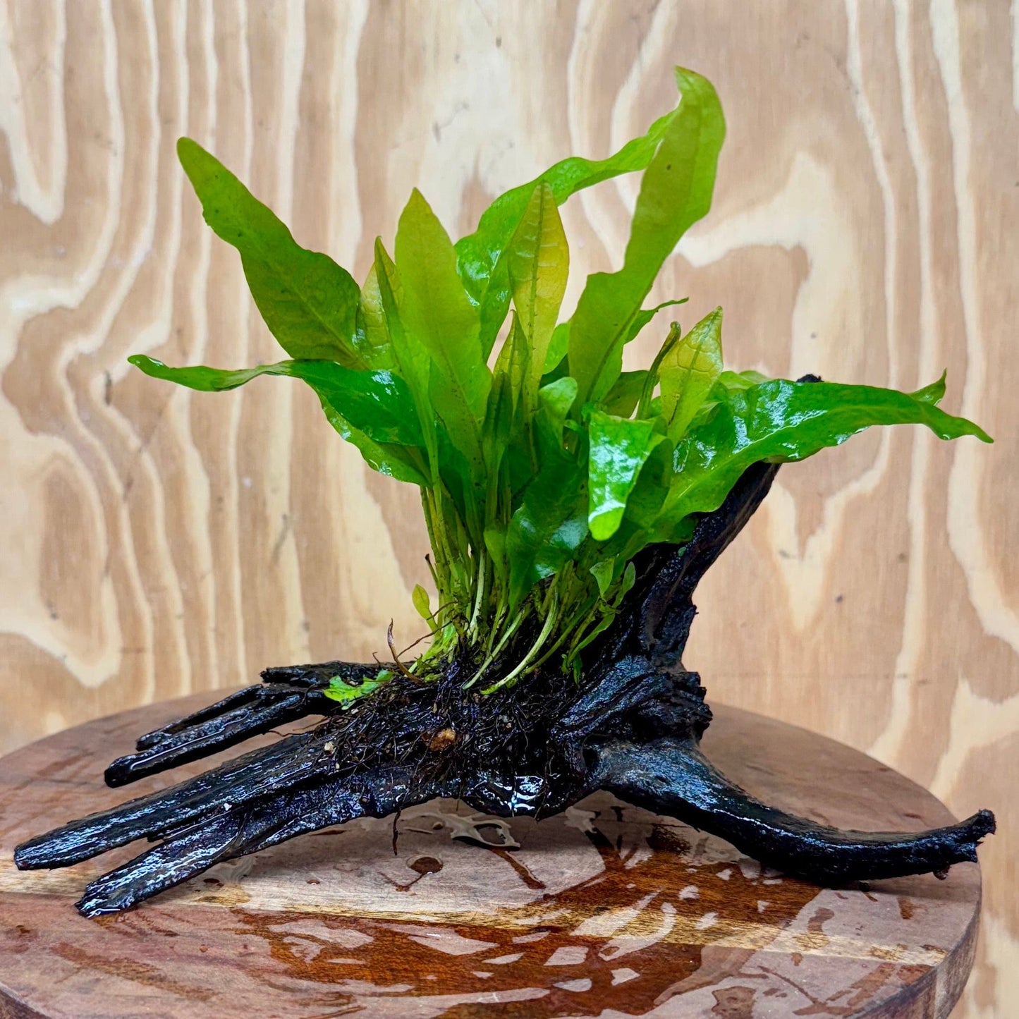 Scapeshop.com.au One Only Microsorum Driftwood Creation - Medium (Java Fern) - One Only - Dramatic Microsorum Driftwood Creation - Medium (Java Fern) - One Only - Dramatic