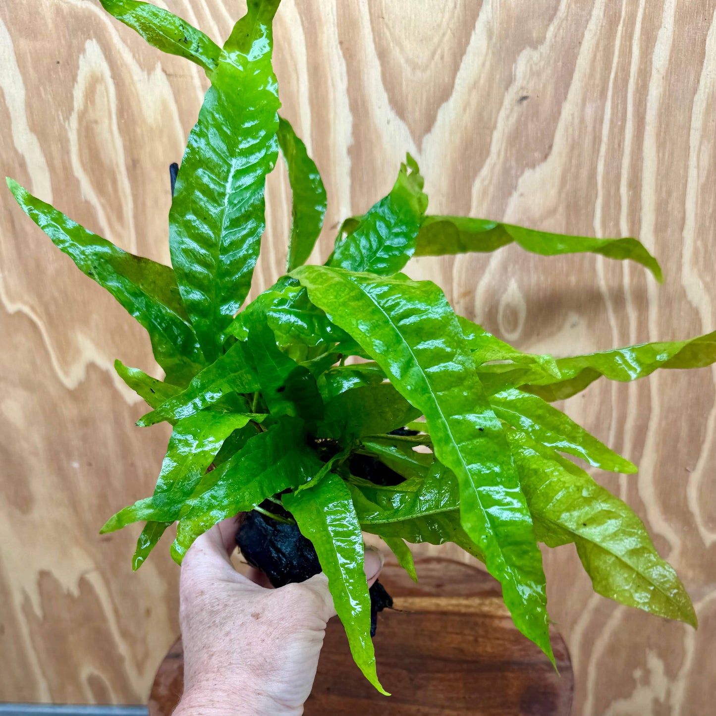 Scapeshop.com.au One Only Microsorum Driftwood Creation - Medium (Java Fern) - One Only - Dramatic Microsorum Driftwood Creation - Medium (Java Fern) - One Only - Dramatic