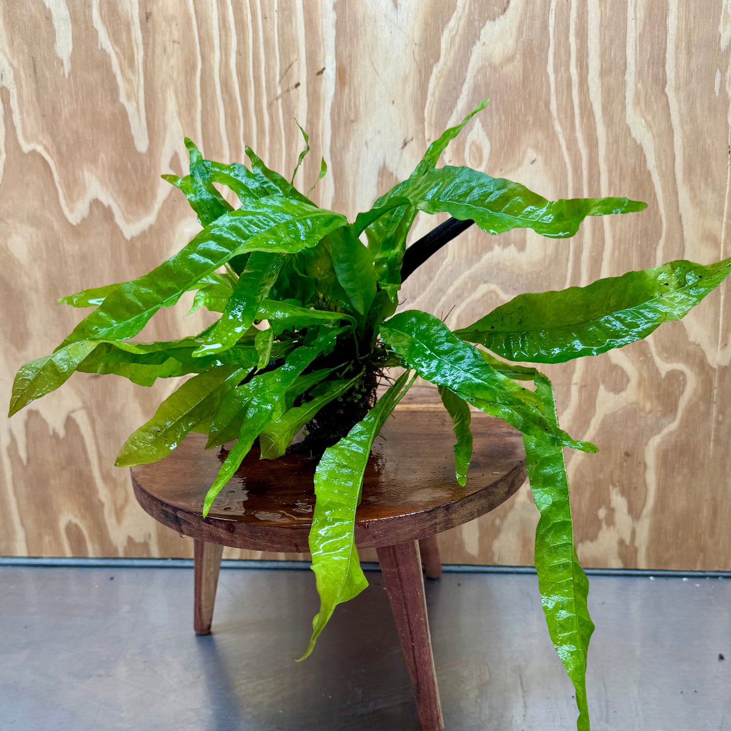 Scapeshop.com.au One Only Microsorum Driftwood Creation - Medium (Java Fern) - One Only - Dramatic Microsorum Driftwood Creation - Medium (Java Fern) - One Only - Dramatic