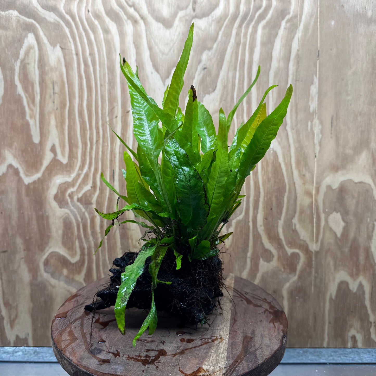 Scapeshop.com.au One Only Microsorum Driftwood Creation - Medium (Java Fern) - One Only - Dramatic Microsorum Driftwood Creation - Medium (Java Fern) - One Only - Dramatic