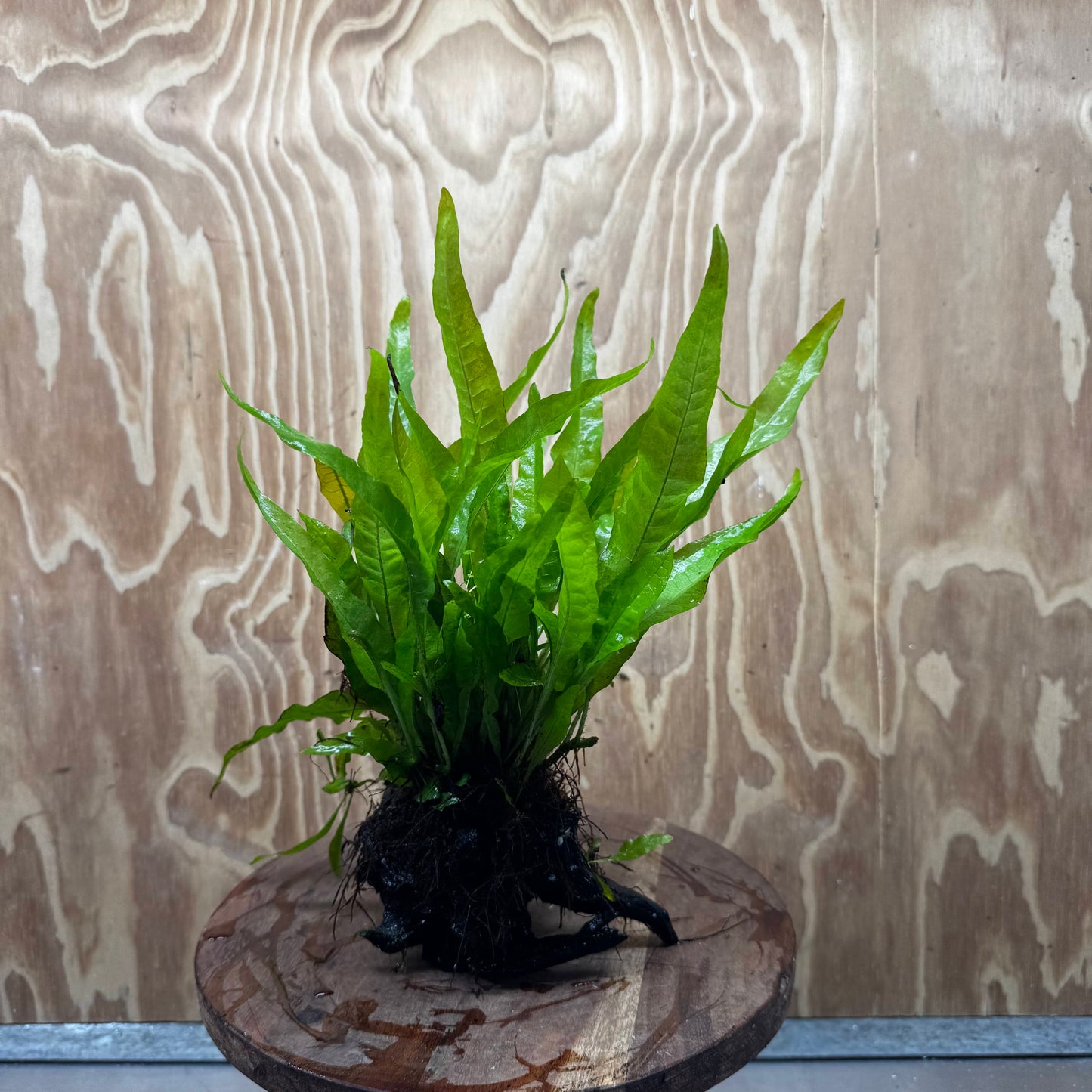 Scapeshop.com.au One Only Microsorum Driftwood Creation - Medium (Java Fern) - One Only - Dramatic Microsorum Driftwood Creation - Medium (Java Fern) - One Only - Dramatic