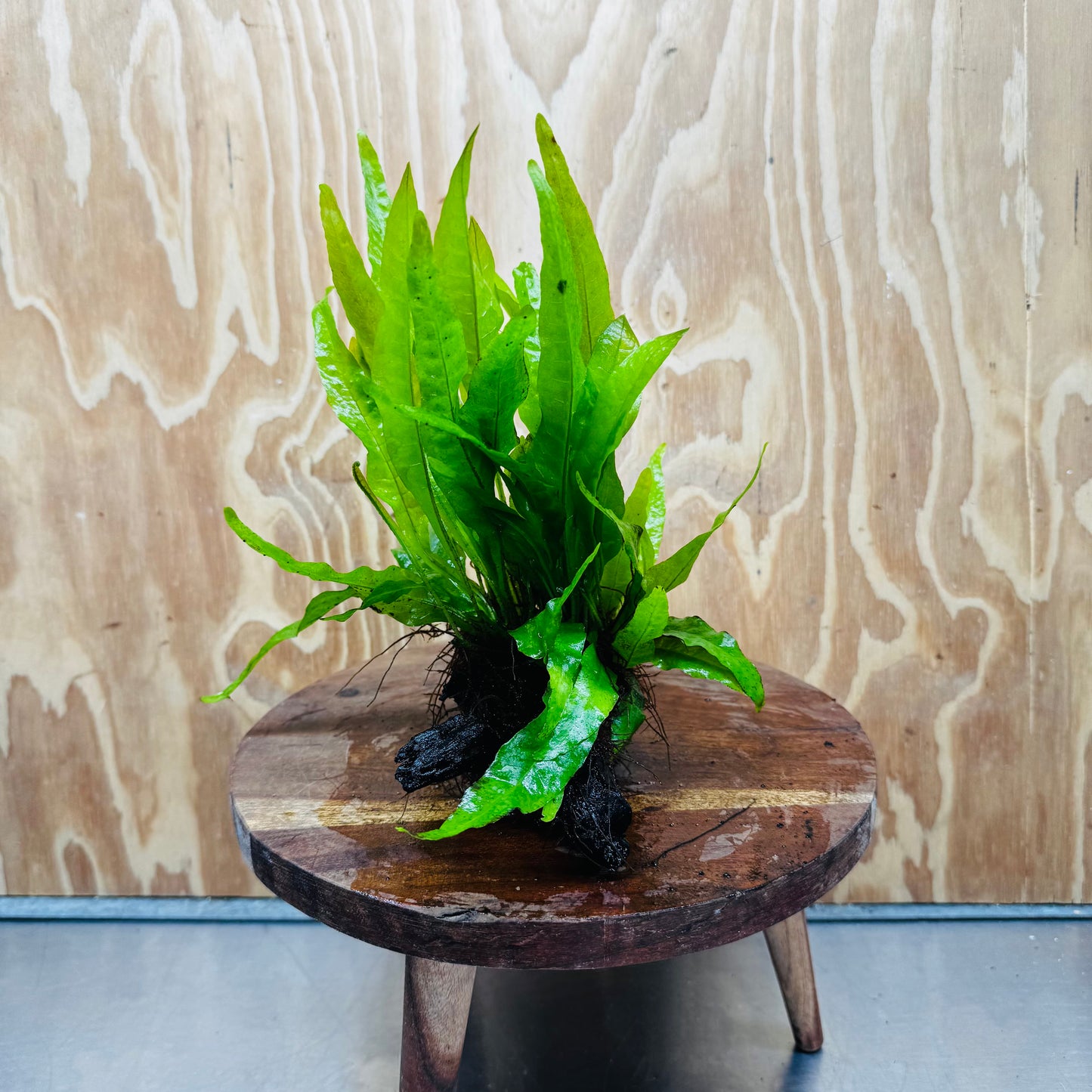 Scapeshop.com.au One Only Microsorum Driftwood Creation - One Only - Radiant Microsorum Driftwood Creation - One Only - Radiant