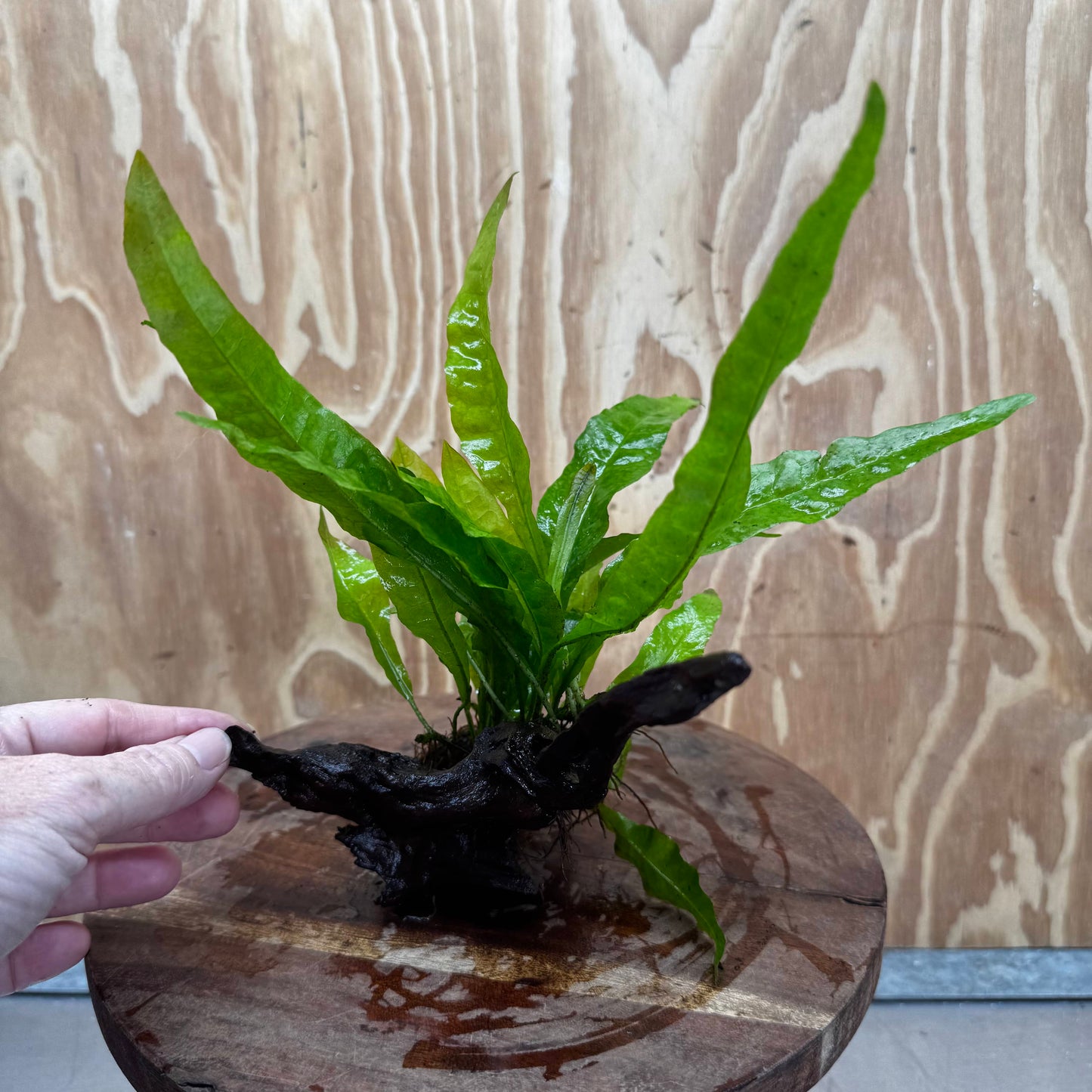 Scapeshop.com.au One Only Microsorum Driftwood Creation - One Only - Radiant Shop for aquarium feature plants and Microsorum Driftwood Creations