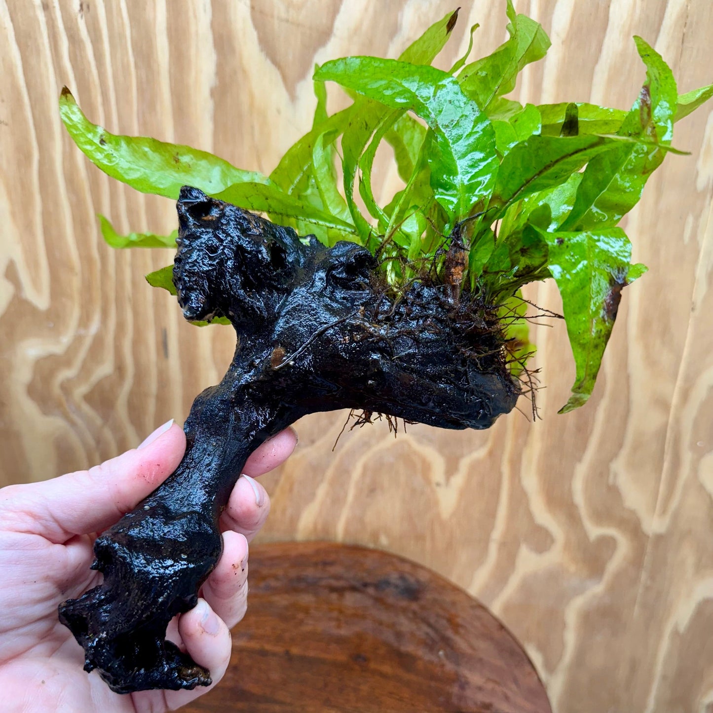 Scapeshop.com.au One Only Microsorum Driftwood Creation -Small (Java Fern) - One Only - Dramatic Microsorum Driftwood Creation -Small (Java Fern) - One Only - Dramatic