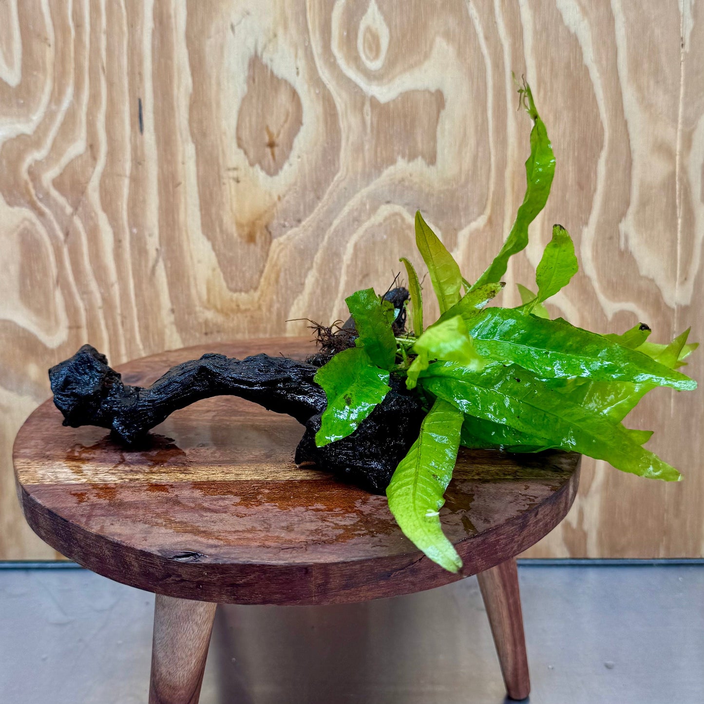 Scapeshop.com.au One Only Microsorum Driftwood Creation -Small (Java Fern) - One Only - Dramatic Microsorum Driftwood Creation -Small (Java Fern) - One Only - Dramatic