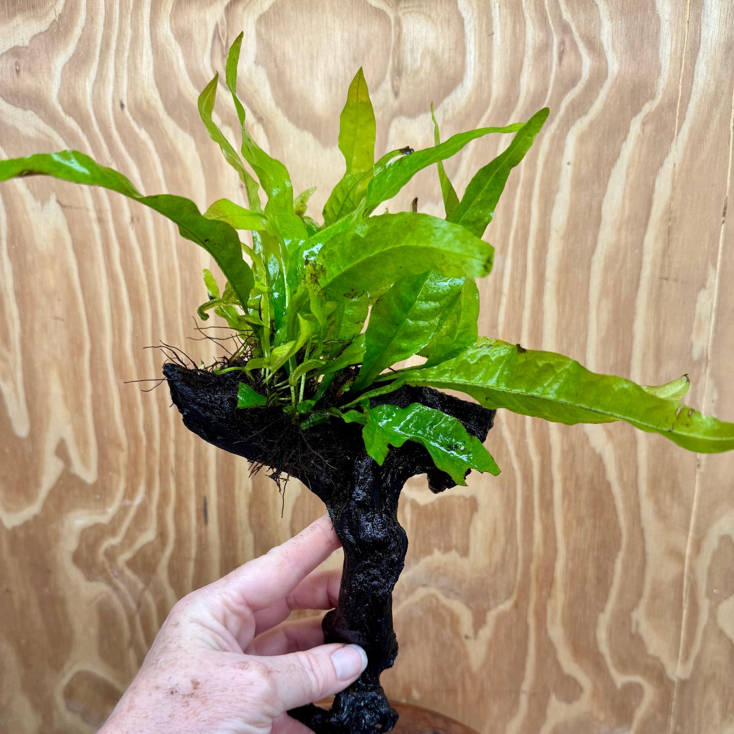Scapeshop.com.au One Only Microsorum Driftwood Creation -Small (Java Fern) - One Only - Dramatic Microsorum Driftwood Creation -Small (Java Fern) - One Only - Dramatic