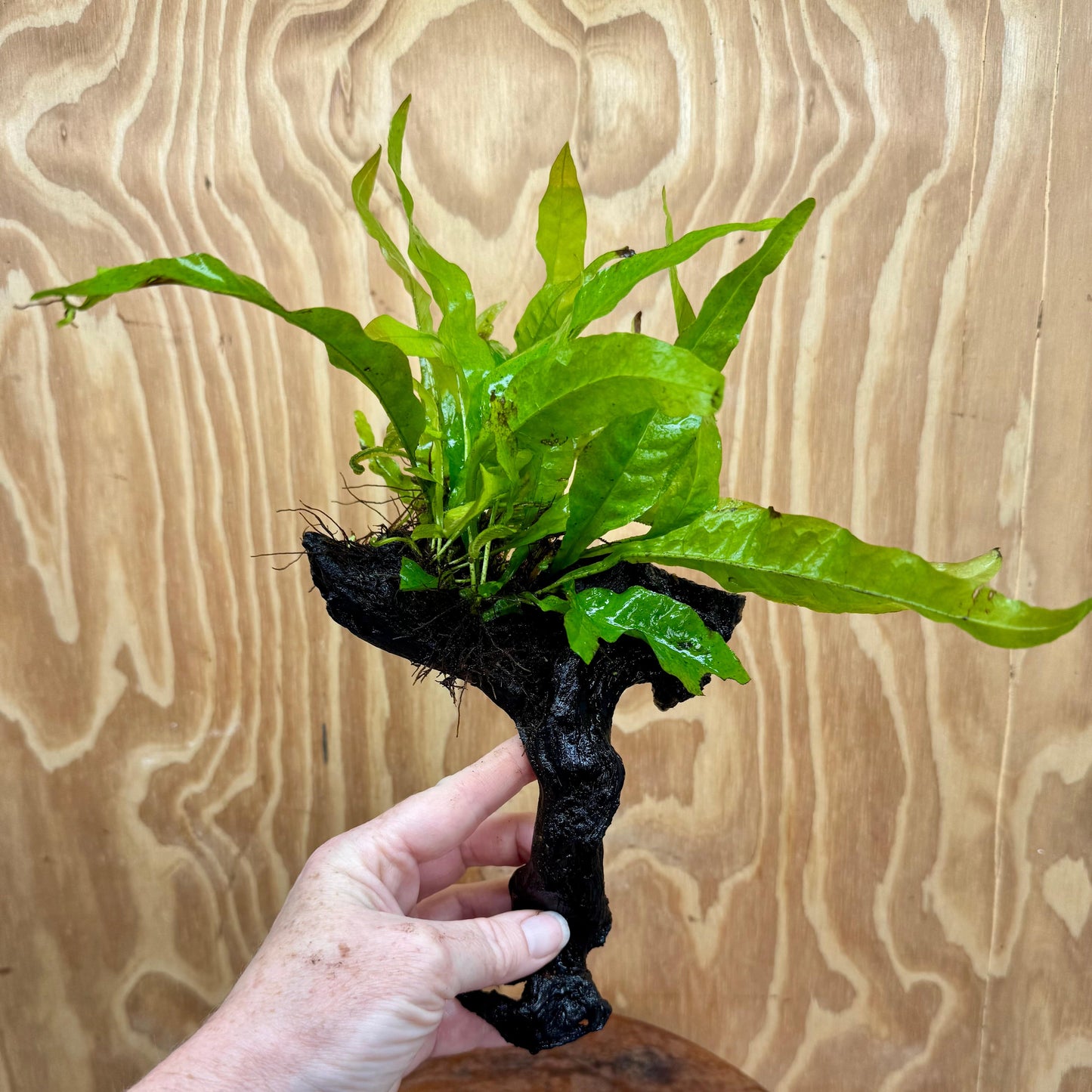 Scapeshop.com.au One Only Microsorum Driftwood Creation -Small (Java Fern) - One Only - Dramatic Microsorum Driftwood Creation -Small (Java Fern) - One Only - Dramatic