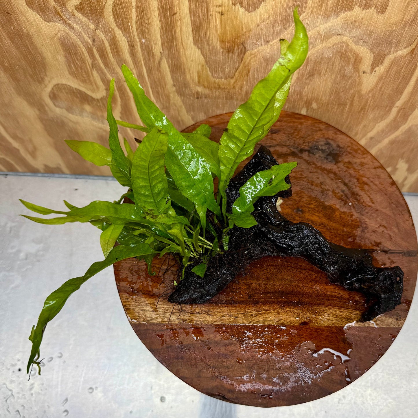Scapeshop.com.au One Only Microsorum Driftwood Creation -Small (Java Fern) - One Only - Dramatic Microsorum Driftwood Creation -Small (Java Fern) - One Only - Dramatic