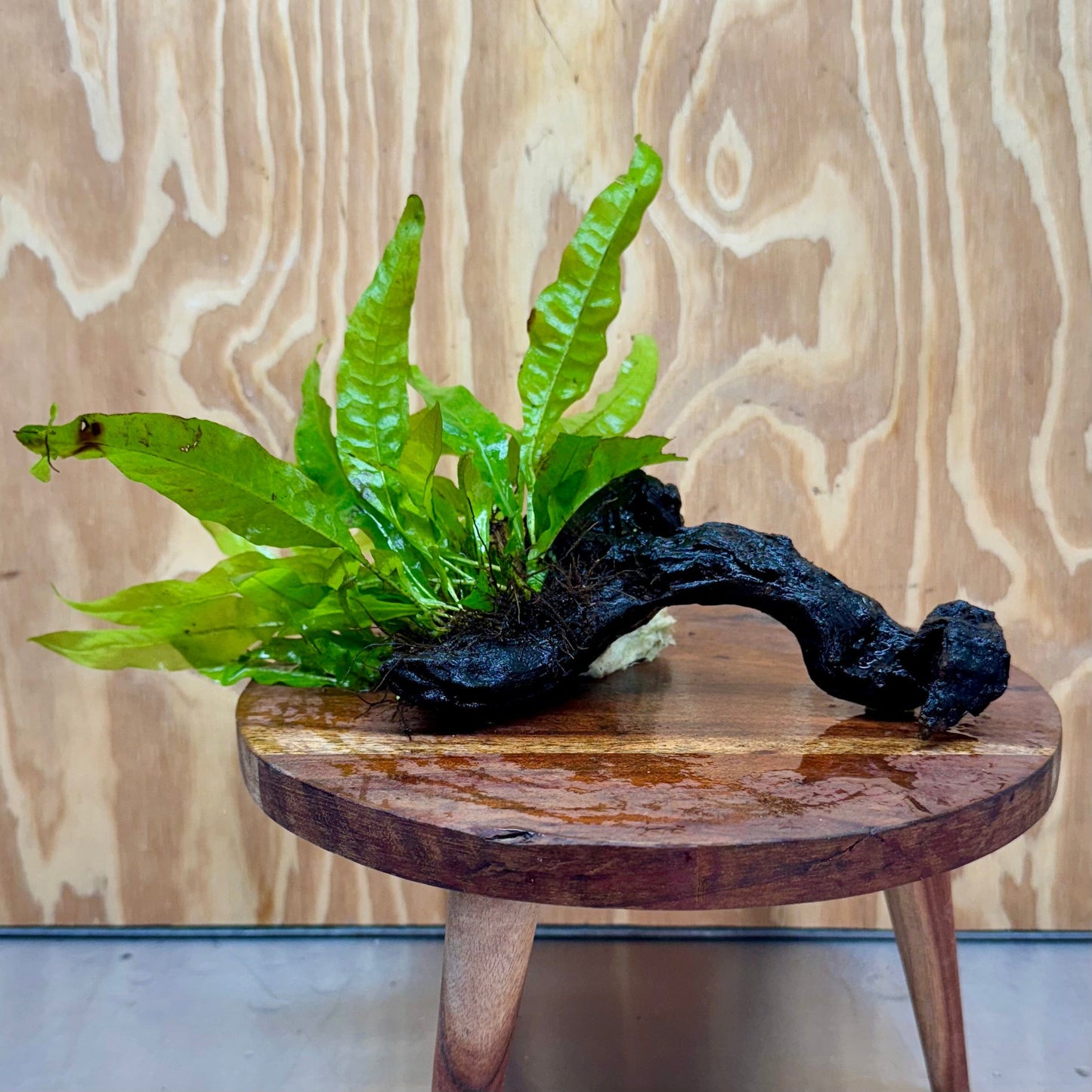 Scapeshop.com.au One Only Microsorum Driftwood Creation -Small (Java Fern) - One Only - Dramatic Microsorum Driftwood Creation -Small (Java Fern) - One Only - Dramatic