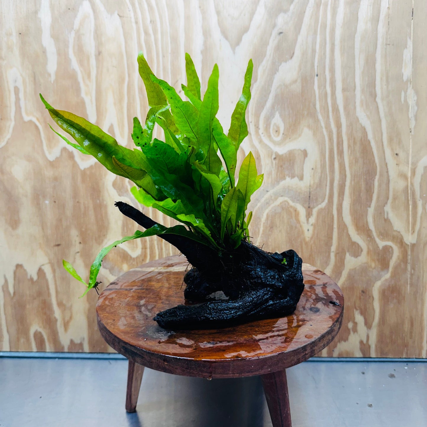 Scapeshop.com.au One Only Microsorum Driftwood Creation -Small (Java Fern) - One Only - Dramatic Microsorum Driftwood Creation -Small (Java Fern) - One Only - Dramatic