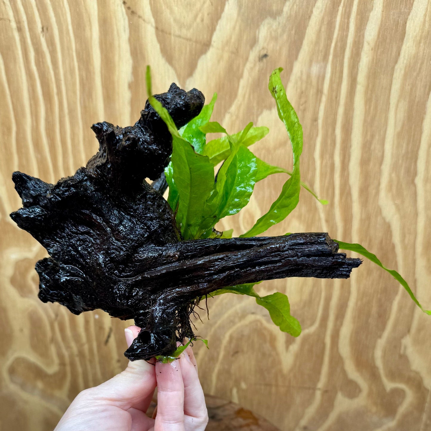 Scapeshop.com.au One Only Microsorum Driftwood Creation - Small (Java Fern) - One Only - Glorious Buy Microsorum Driftwood Creation - Small (Java Fern) - One Only - Glorious