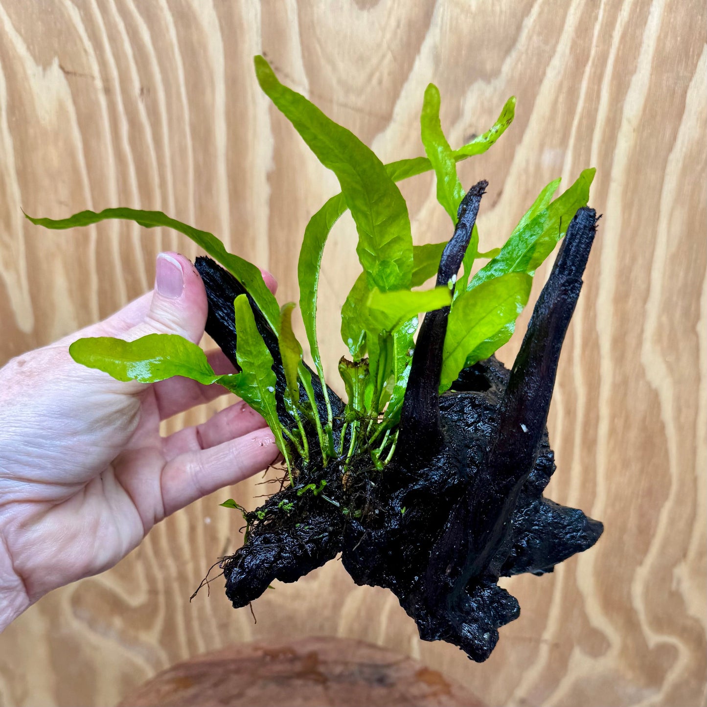 Scapeshop.com.au One Only Microsorum Driftwood Creation - Small (Java Fern) - One Only - Glorious Buy Microsorum Driftwood Creation - Small (Java Fern) - One Only - Glorious