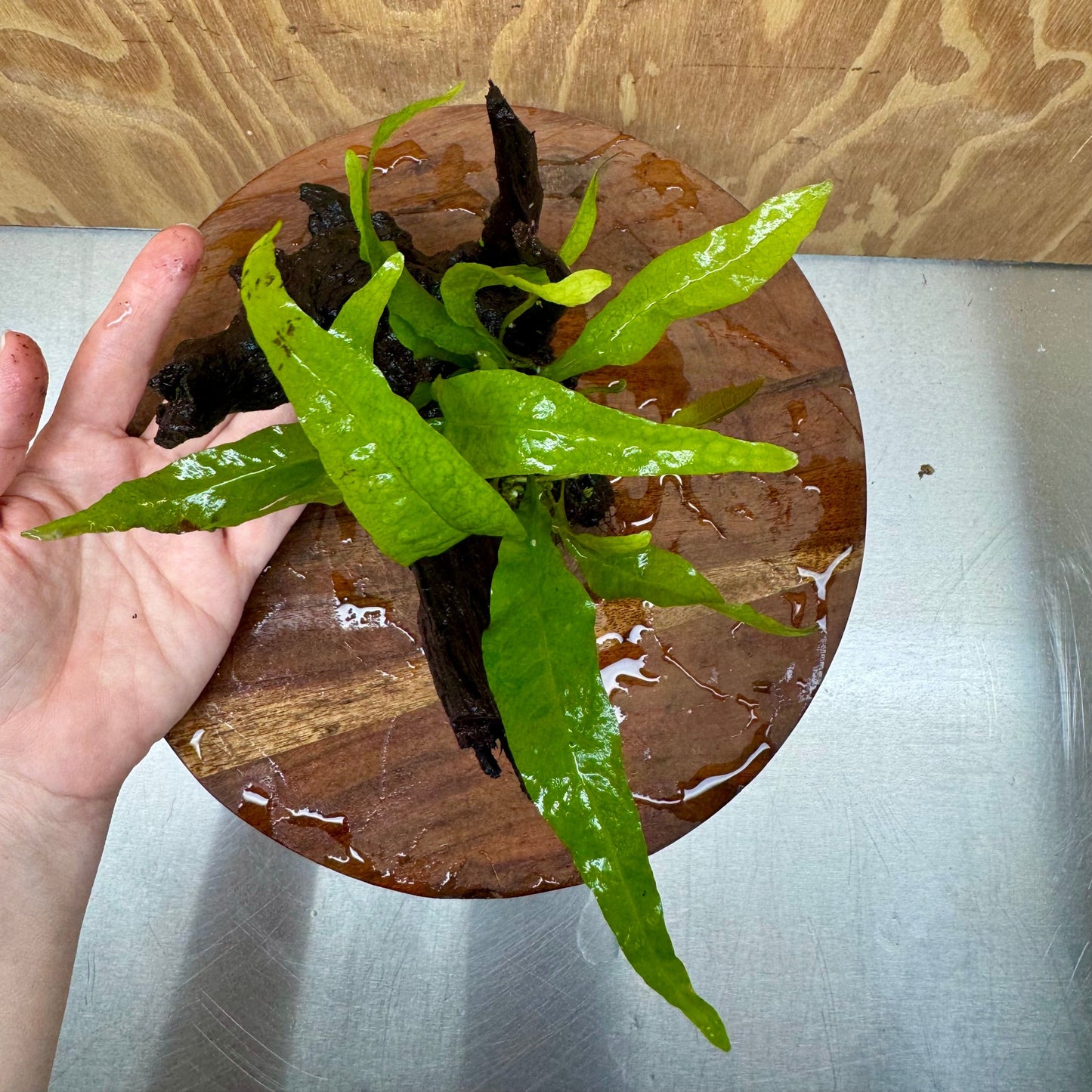 Scapeshop.com.au One Only Microsorum Driftwood Creation - Small (Java Fern) - One Only - Glorious Buy Microsorum Driftwood Creation - Small (Java Fern) - One Only - Glorious