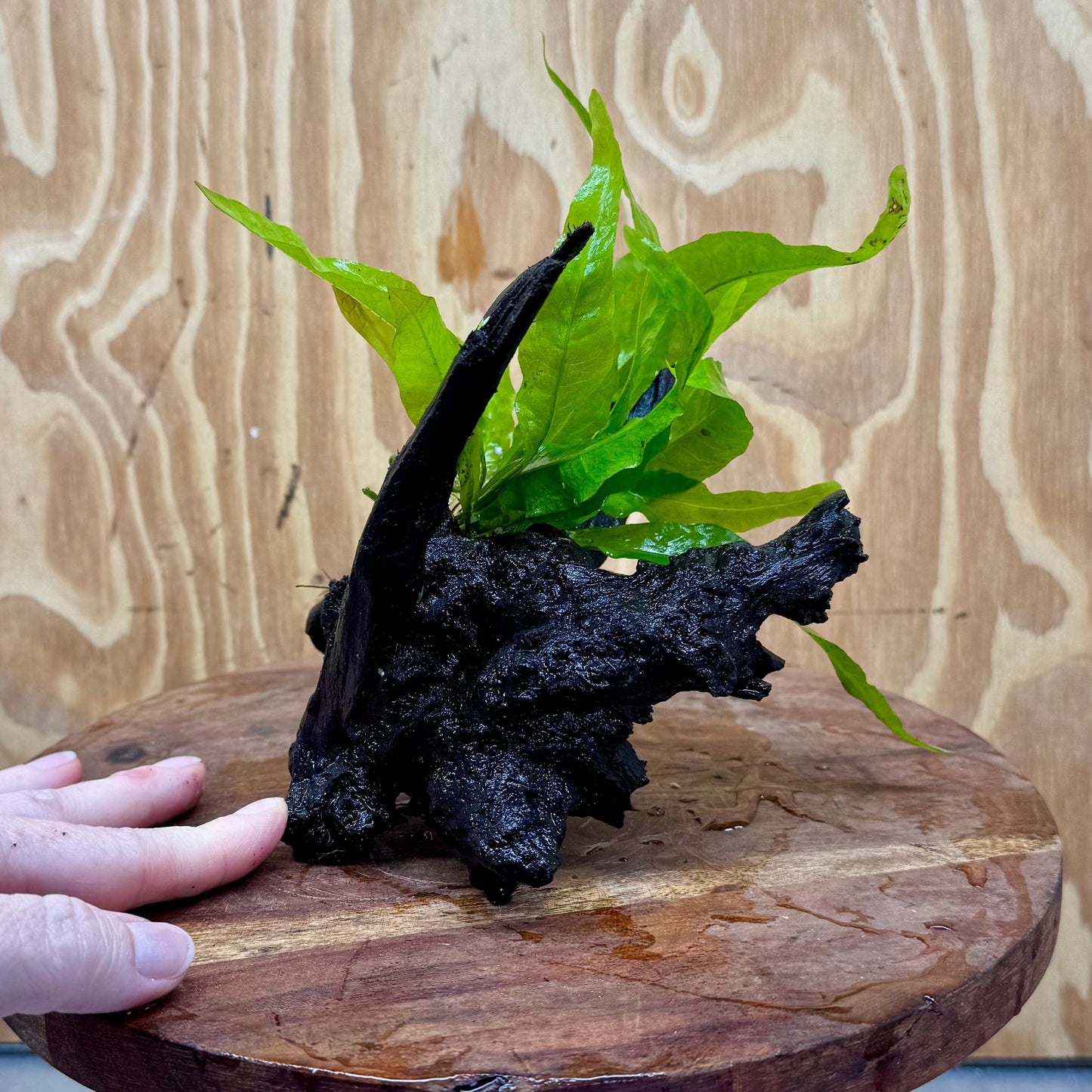 Scapeshop.com.au One Only Microsorum Driftwood Creation - Small (Java Fern) - One Only - Glorious Buy Microsorum Driftwood Creation - Small (Java Fern) - One Only - Glorious