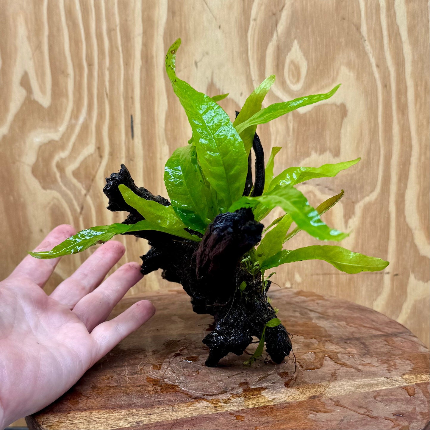 Scapeshop.com.au One Only Microsorum Driftwood Creation - Small (Java Fern) - One Only - Glorious Buy Microsorum Driftwood Creation - Small (Java Fern) - One Only - Glorious