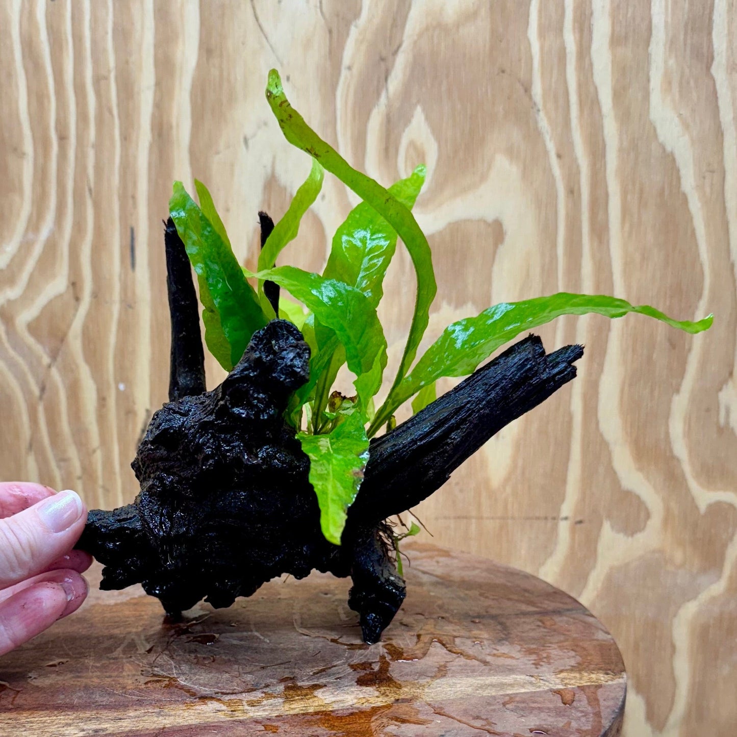 Scapeshop.com.au One Only Microsorum Driftwood Creation - Small (Java Fern) - One Only - Glorious Buy Microsorum Driftwood Creation - Small (Java Fern) - One Only - Glorious