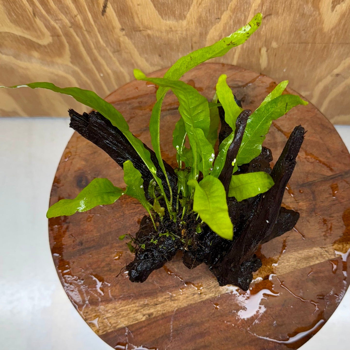 Scapeshop.com.au One Only Microsorum Driftwood Creation - Small (Java Fern) - One Only - Glorious Buy Microsorum Driftwood Creation - Small (Java Fern) - One Only - Glorious