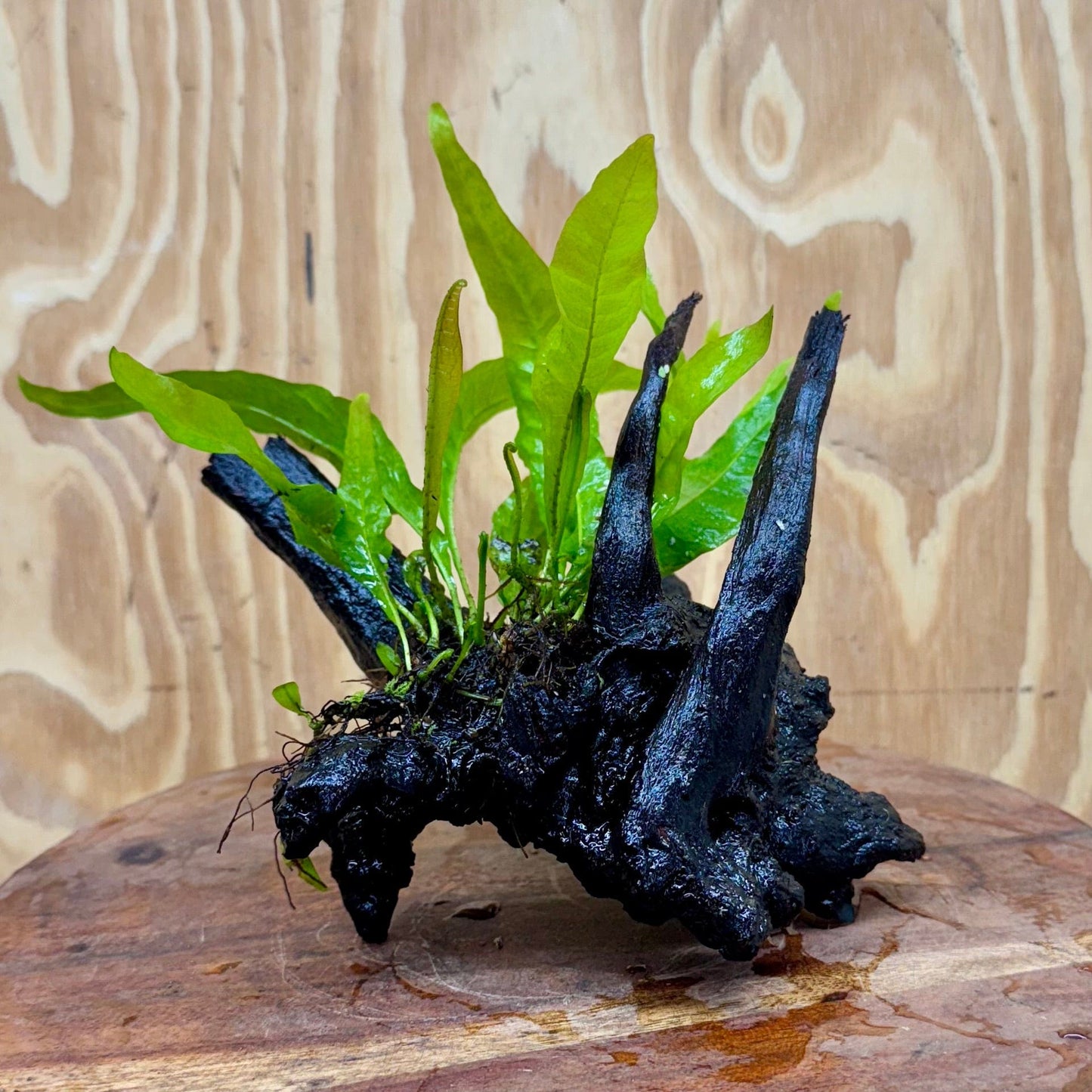 Scapeshop.com.au One Only Microsorum Driftwood Creation - Small (Java Fern) - One Only - Glorious Buy Microsorum Driftwood Creation - Small (Java Fern) - One Only - Glorious
