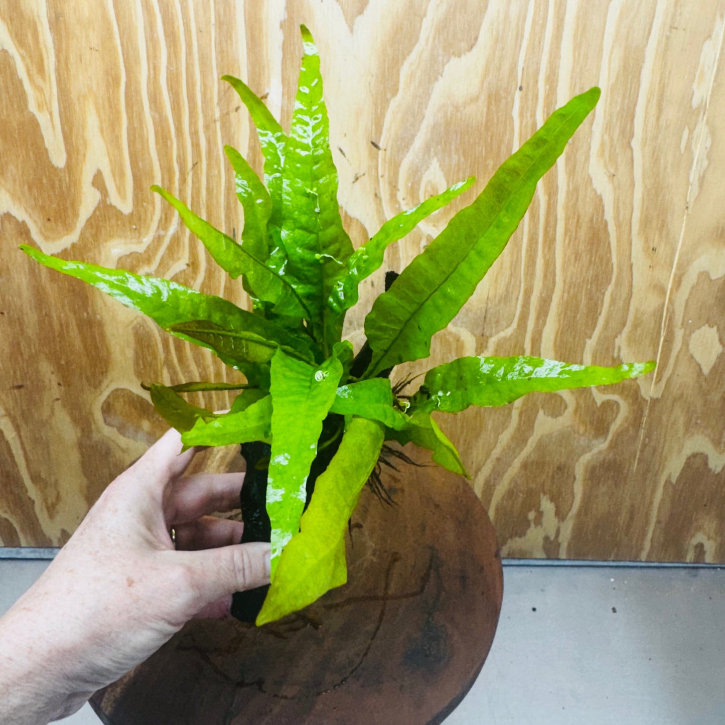 Scapeshop.com.au One Only Microsorum Driftwood Creation - Small (Java Fern) - One Only - Happy Microsorum Driftwood Creation - Small (Java Fern) - One Only - Happy