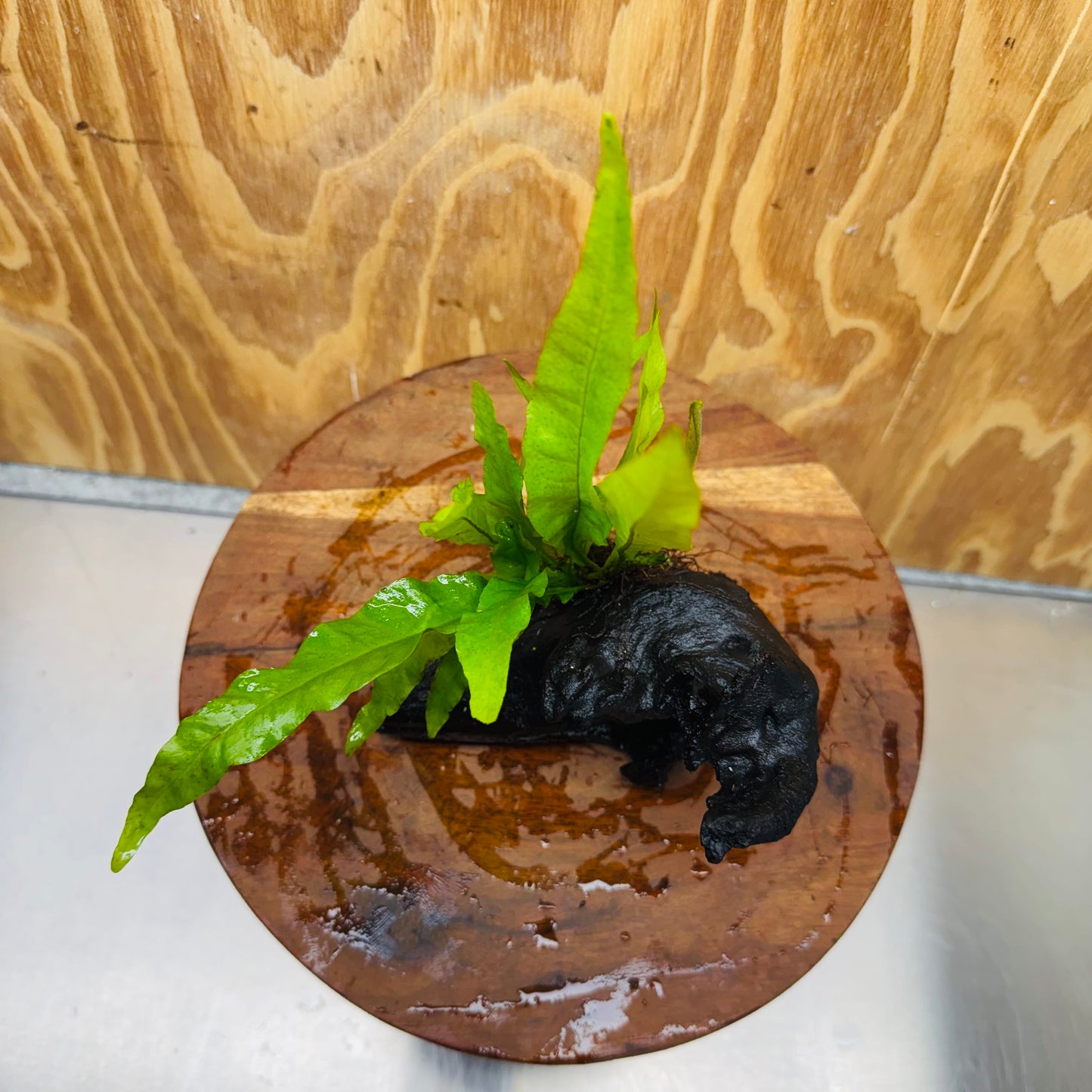 Scapeshop.com.au One Only Microsorum Driftwood Creation - Small (Java Fern) - One Only - Happy Microsorum Driftwood Creation - Small (Java Fern) - One Only - Happy