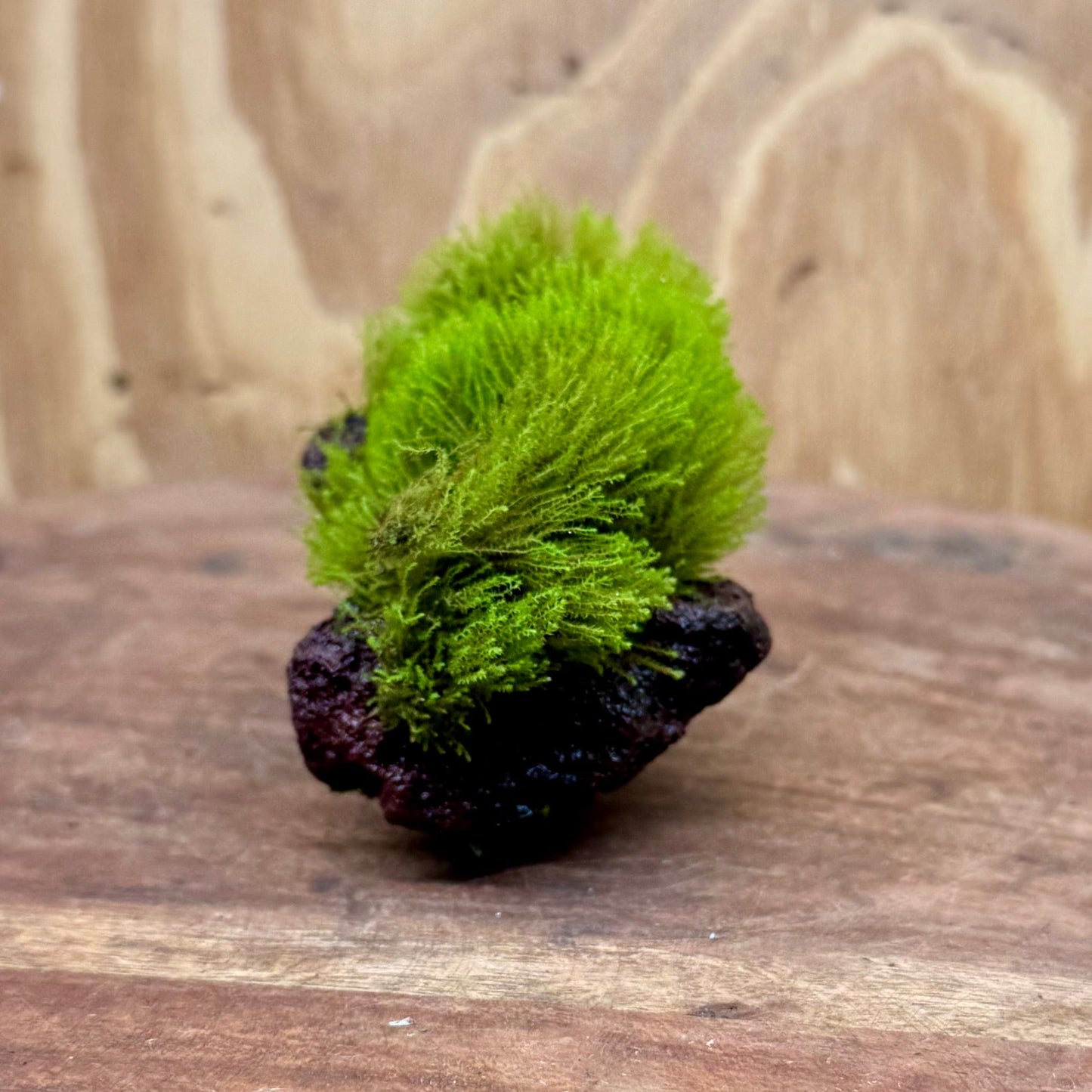 Scapeshop.com.au One Only Moss Rock - Flame Moss - one only Moss Rock - Flame Moss - one only