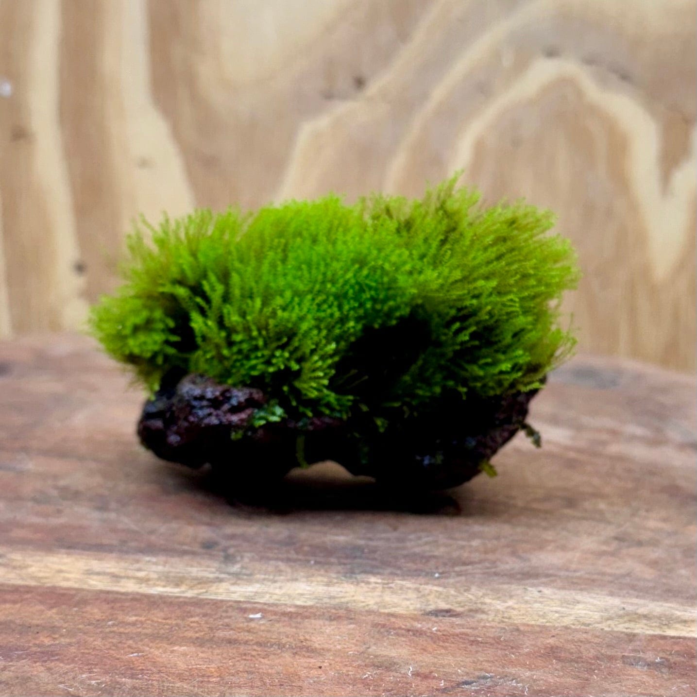 Scapeshop.com.au One Only Moss Rock - Flame Moss - one only Moss Rock - Flame Moss - one only