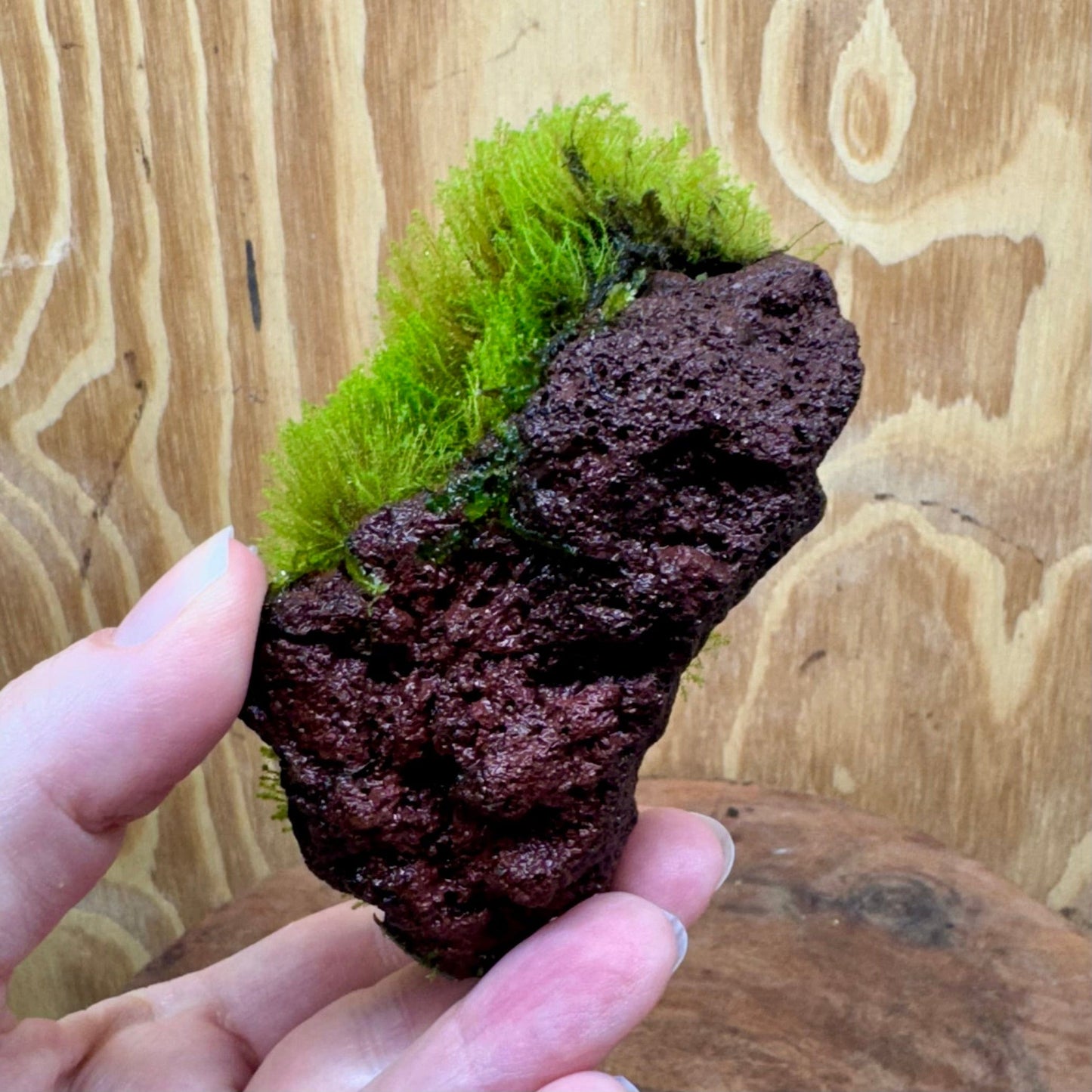 Scapeshop.com.au One Only Moss Rock - Flame Moss - one only Moss Rock - Flame Moss - one only