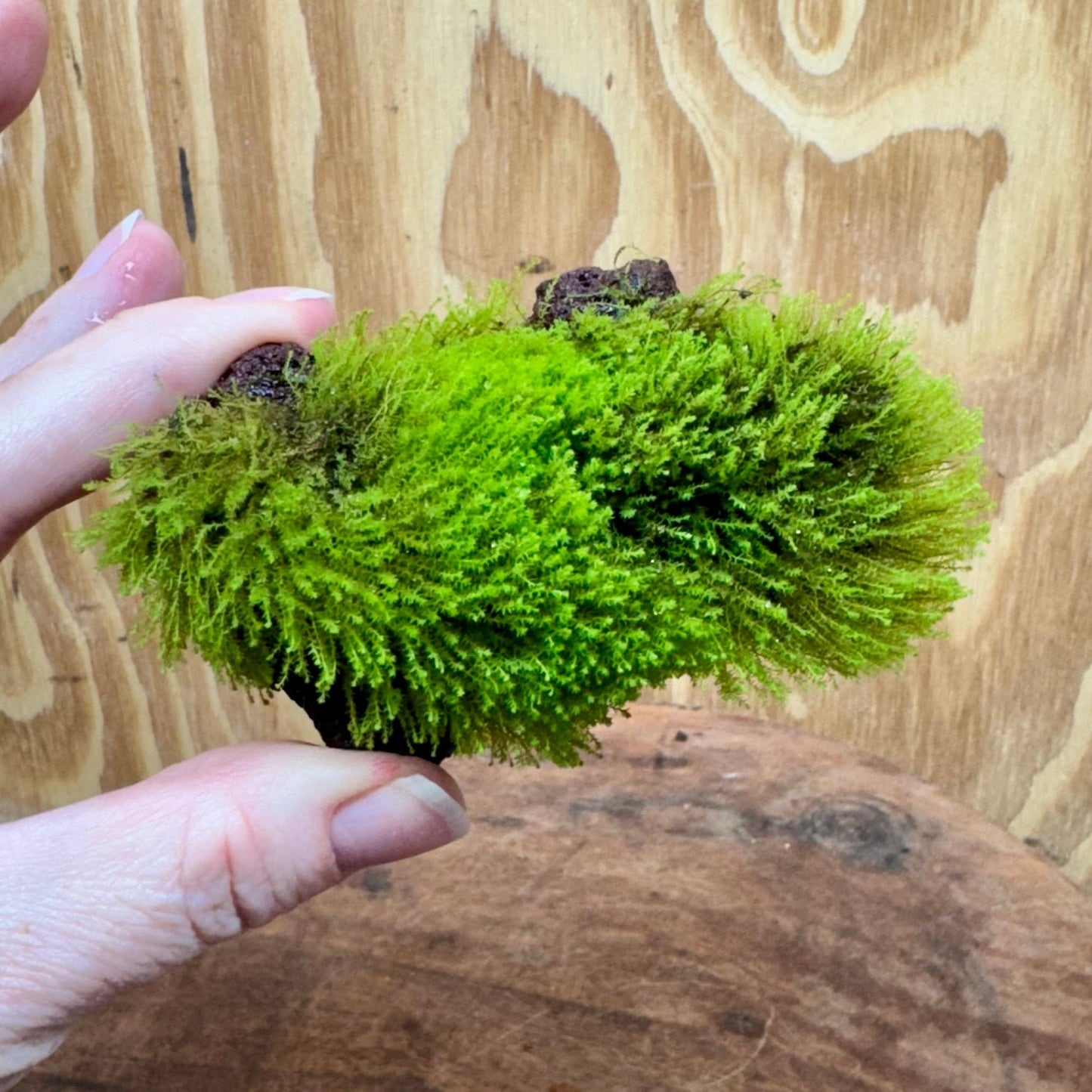 Scapeshop.com.au One Only Moss Rock - Flame Moss - one only Moss Rock - Flame Moss - one only