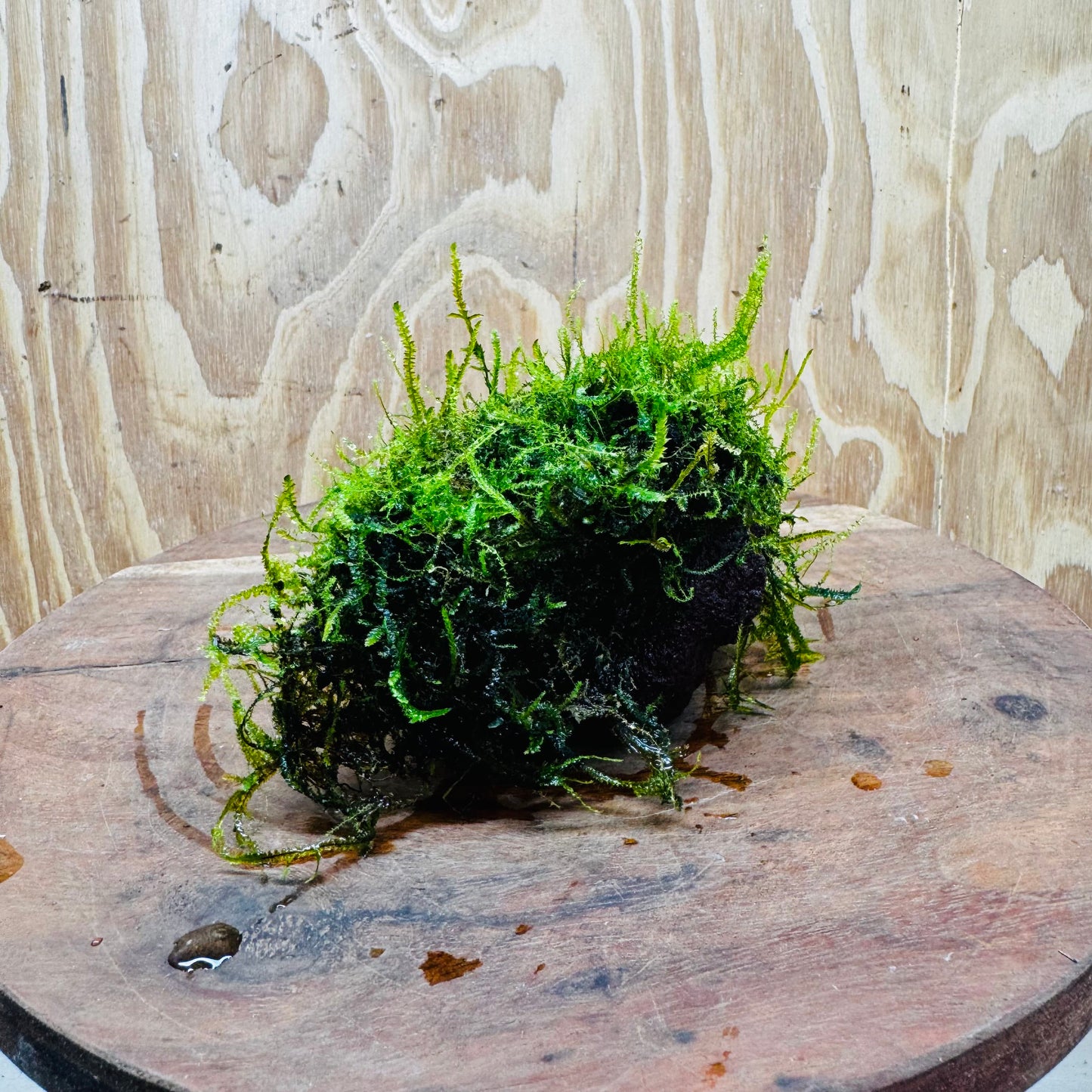 Pisces Enterprises One Only Moss Rock Lava Creation - Flame Moss and Java Moss - One Only - Herman Moss Rock Lava Creation - Flame Moss and Java Moss - One Only - Herman