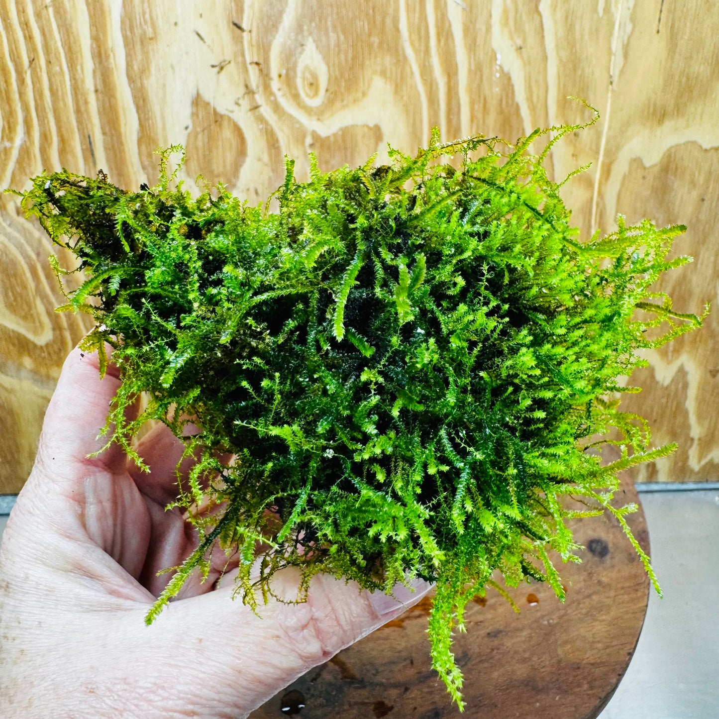 Pisces Enterprises One Only Moss Rock Lava Creation - Flame Moss and Java Moss - One Only - Herman Moss Rock Lava Creation - Flame Moss and Java Moss - One Only - Herman