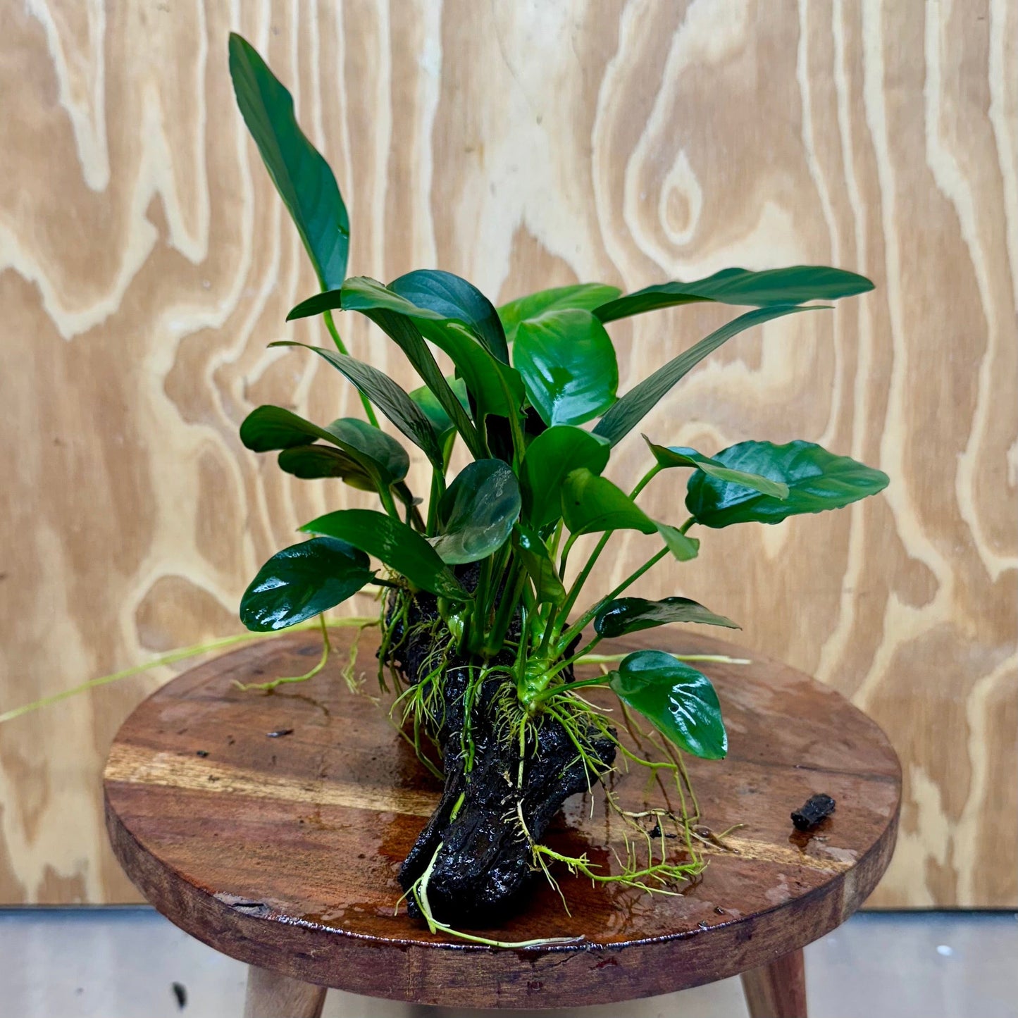 Pisces Enterprises One Only Nano Rainforest Driftwood Creation - One Only - Awesome Nano Rainforest Driftwood Creation - One Only - Awesome