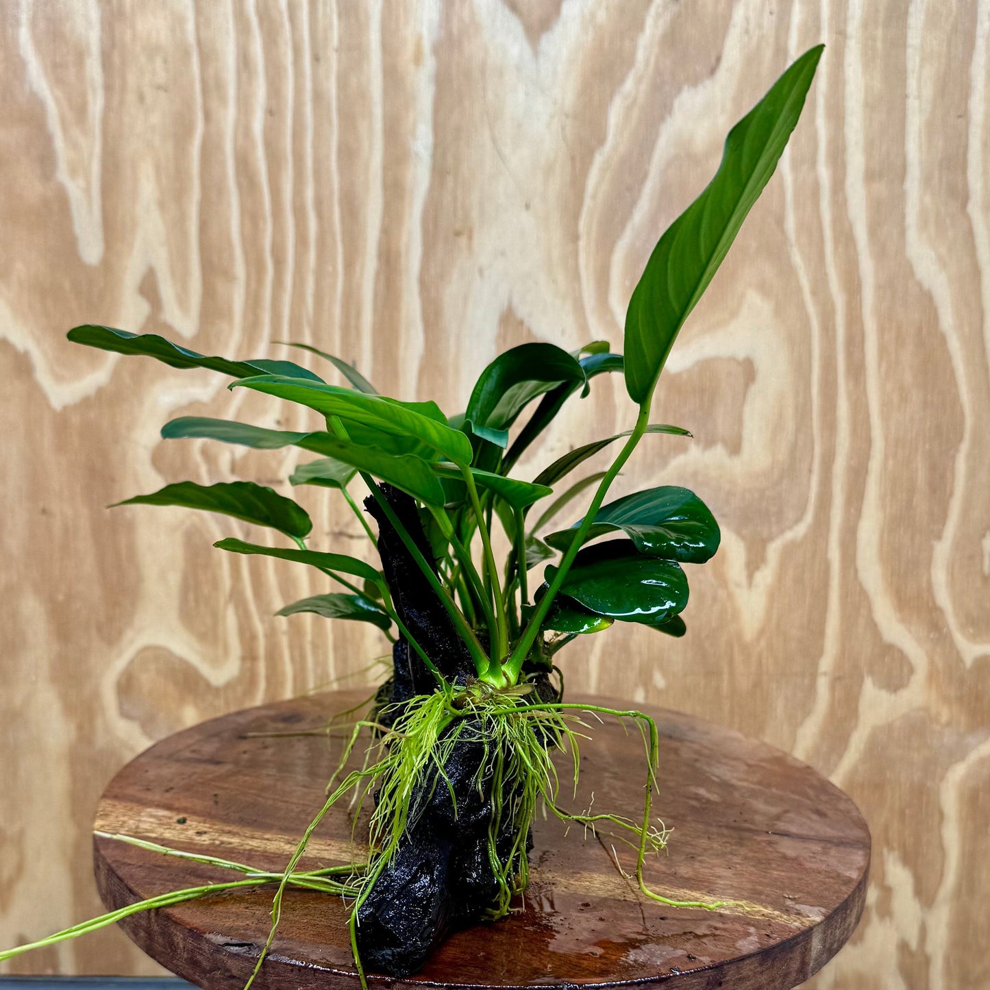 Pisces Enterprises One Only Nano Rainforest Driftwood Creation - One Only - Awesome Nano Rainforest Driftwood Creation - One Only - Awesome