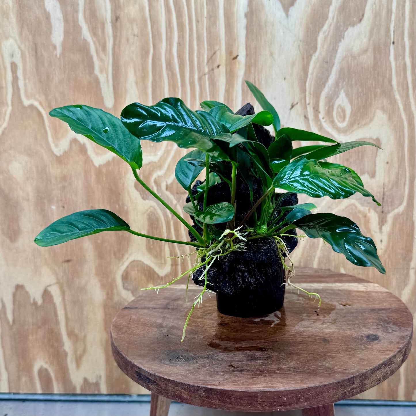 Pisces Enterprises One Only Nano Rainforest Driftwood Creation - One Only - Awesome Nano Rainforest Driftwood Creation - One Only - Awesome