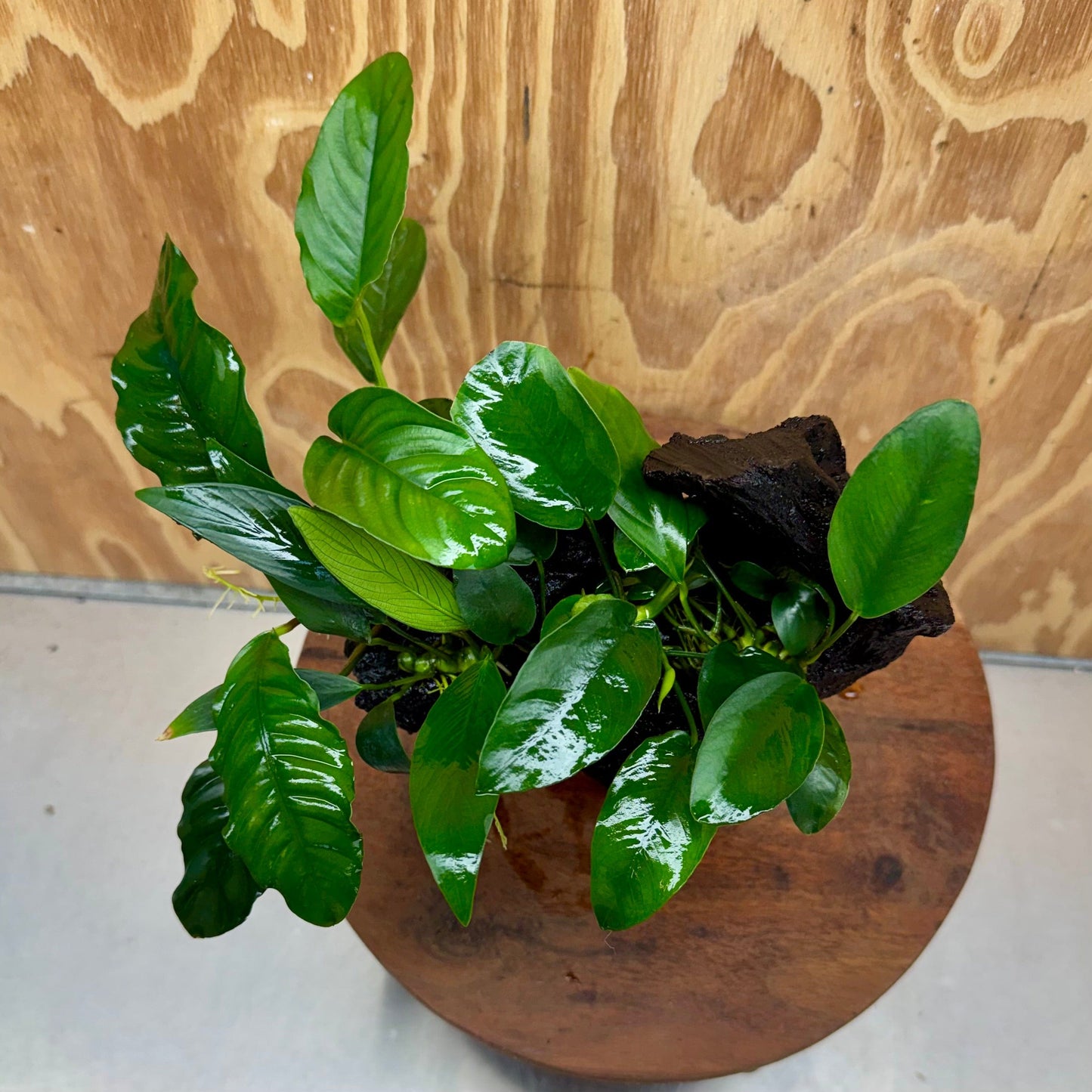 Pisces Enterprises One Only Nano Rainforest Driftwood Creation - One Only - Awesome Nano Rainforest Driftwood Creation - One Only - Awesome