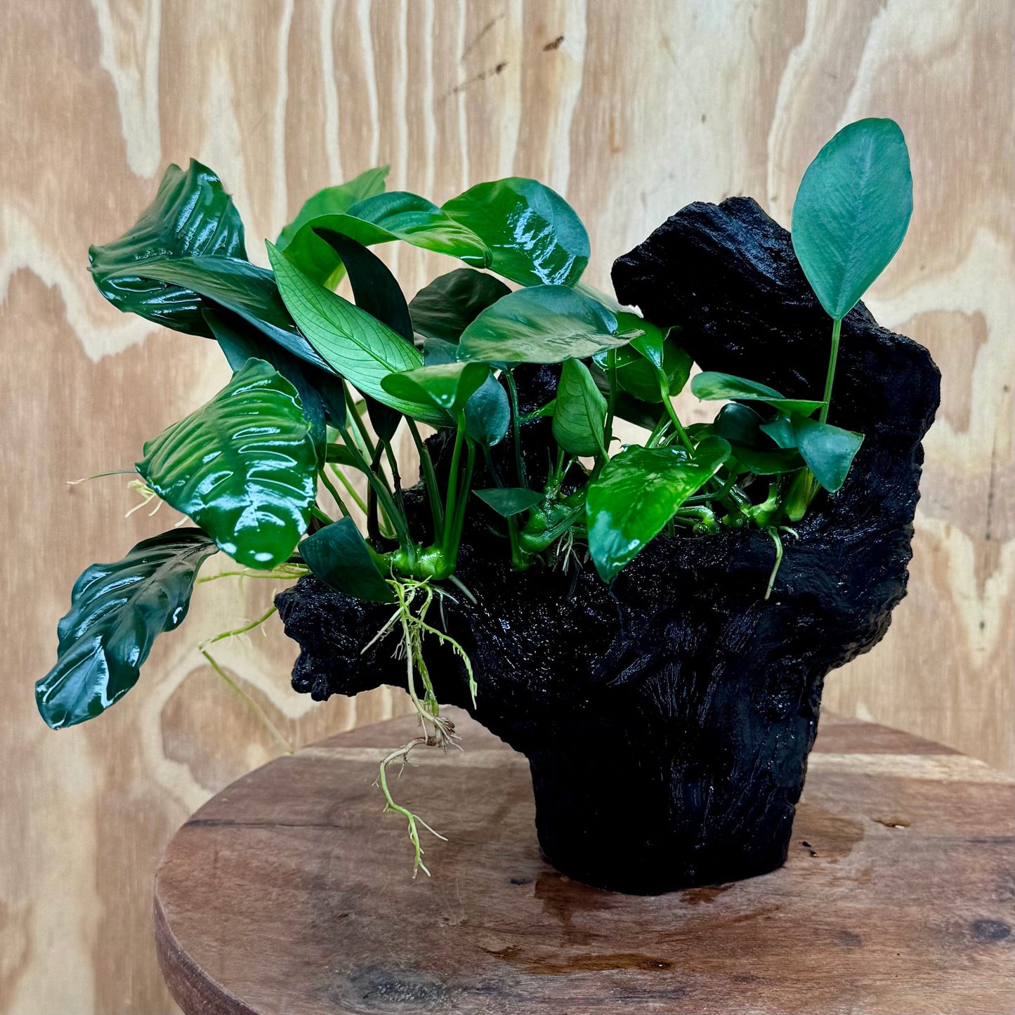 Pisces Enterprises One Only Nano Rainforest Driftwood Creation - One Only - Awesome Nano Rainforest Driftwood Creation - One Only - Awesome