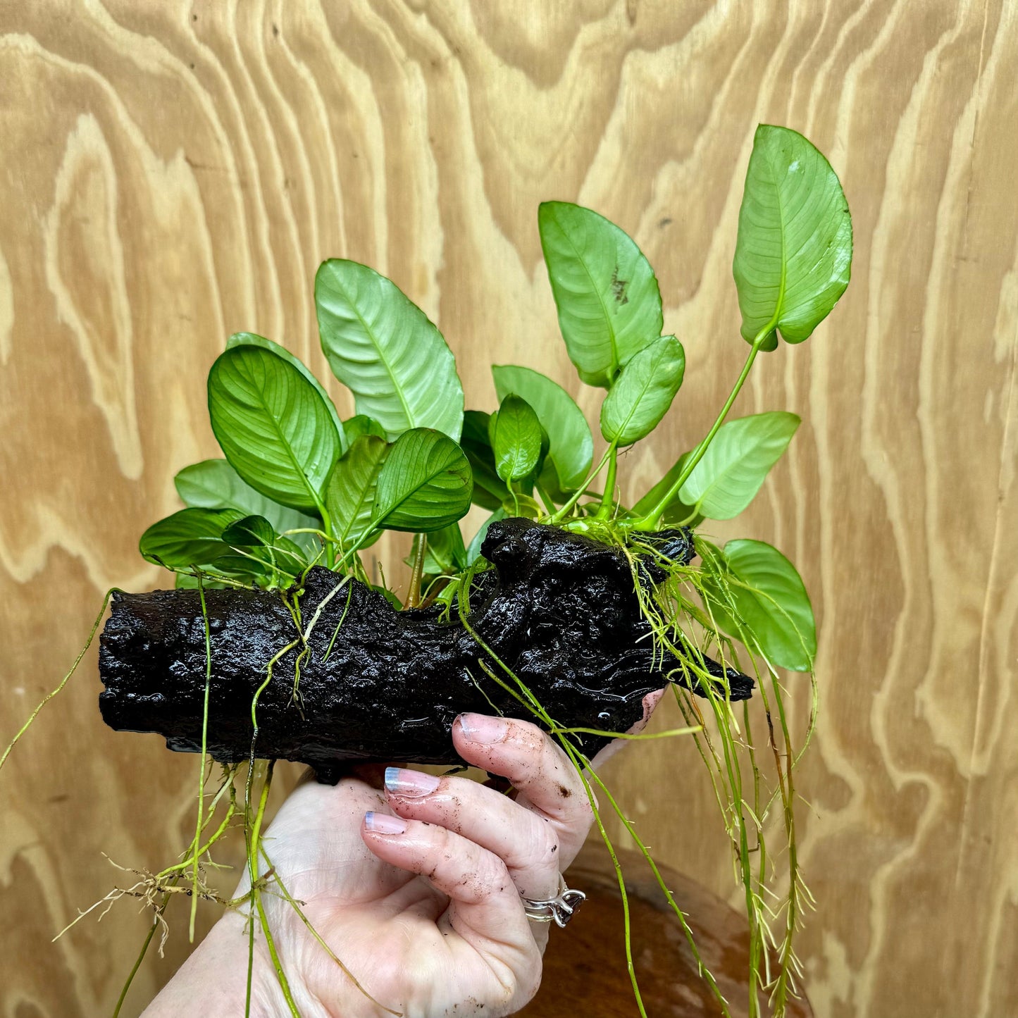 Pisces Enterprises One Only Nano Rainforest Driftwood Creation - One Only - Beautiful Nano Rainforest Driftwood Creation - One Only - Beautiful