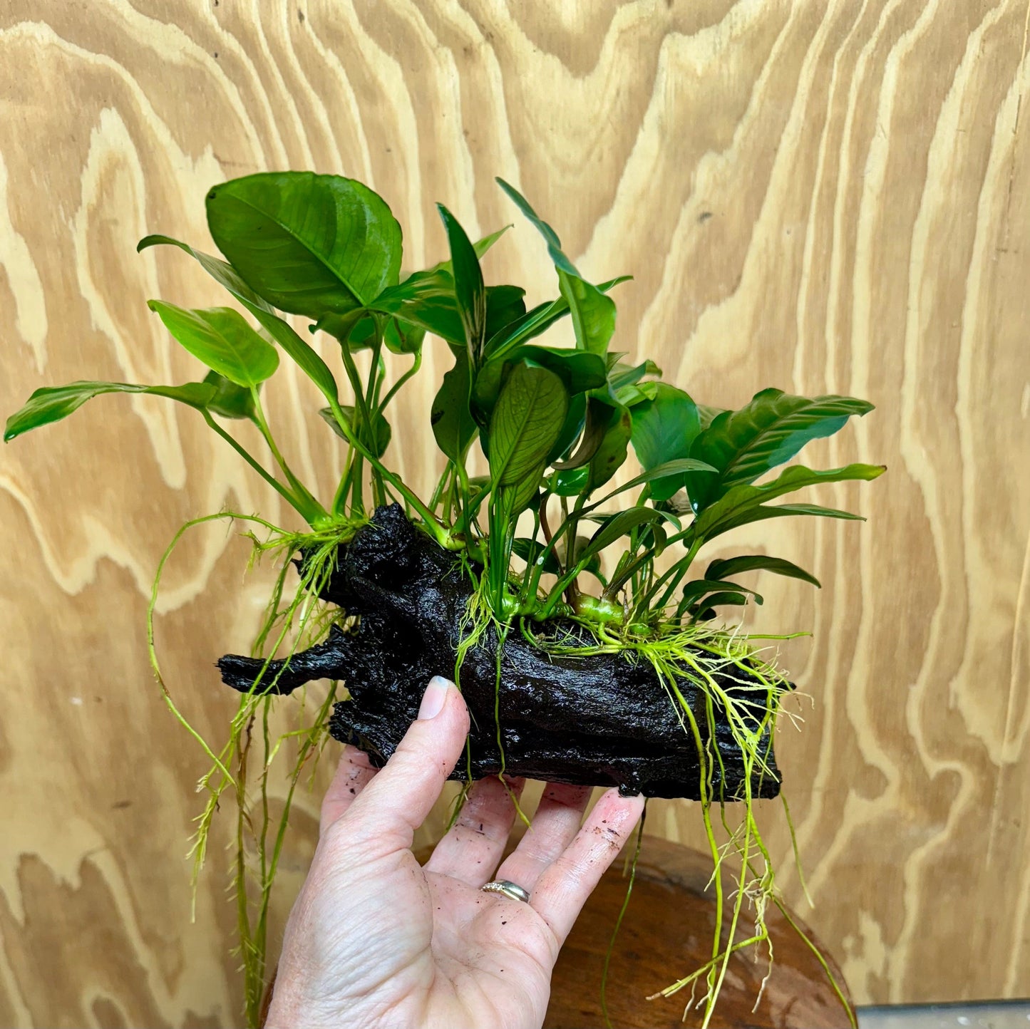 Pisces Enterprises One Only Nano Rainforest Driftwood Creation - One Only - Beautiful Nano Rainforest Driftwood Creation - One Only - Beautiful