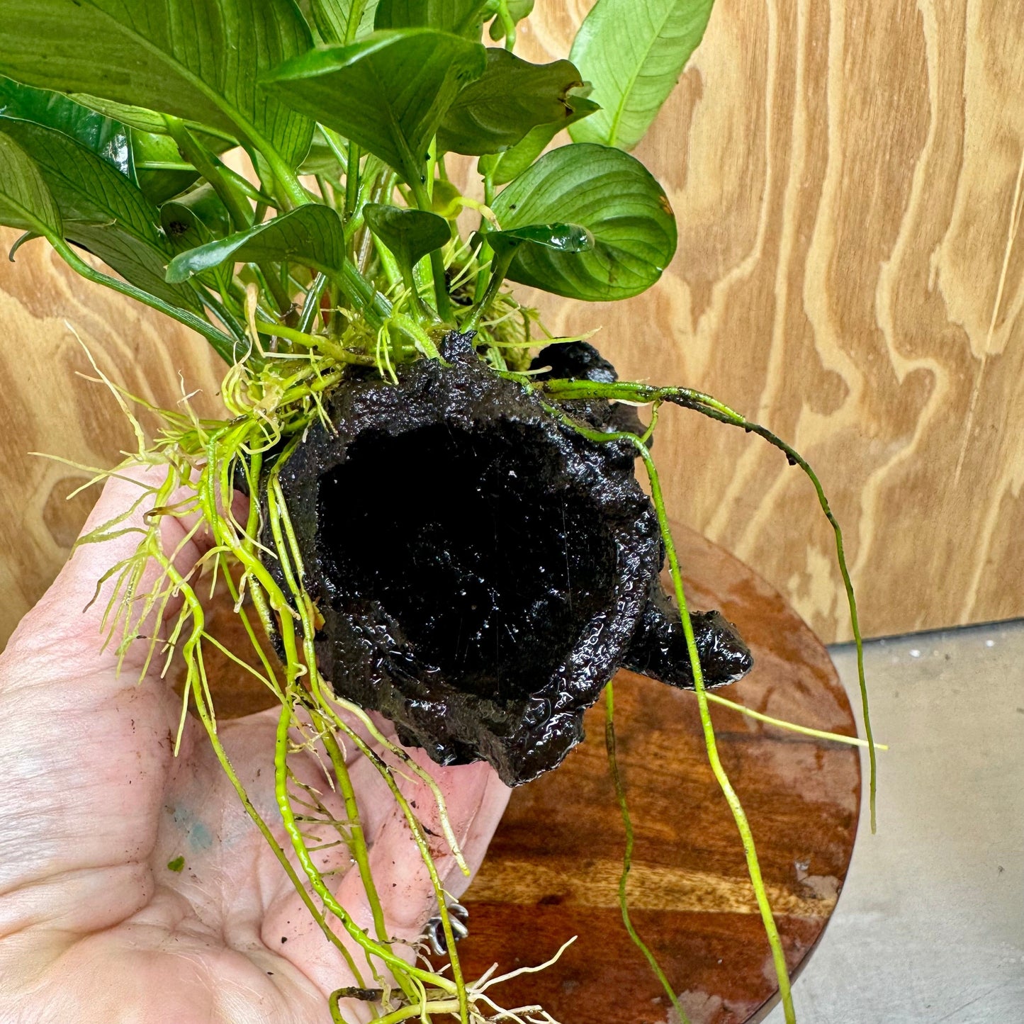 Pisces Enterprises One Only Nano Rainforest Driftwood Creation - One Only - Beautiful Nano Rainforest Driftwood Creation - One Only - Beautiful