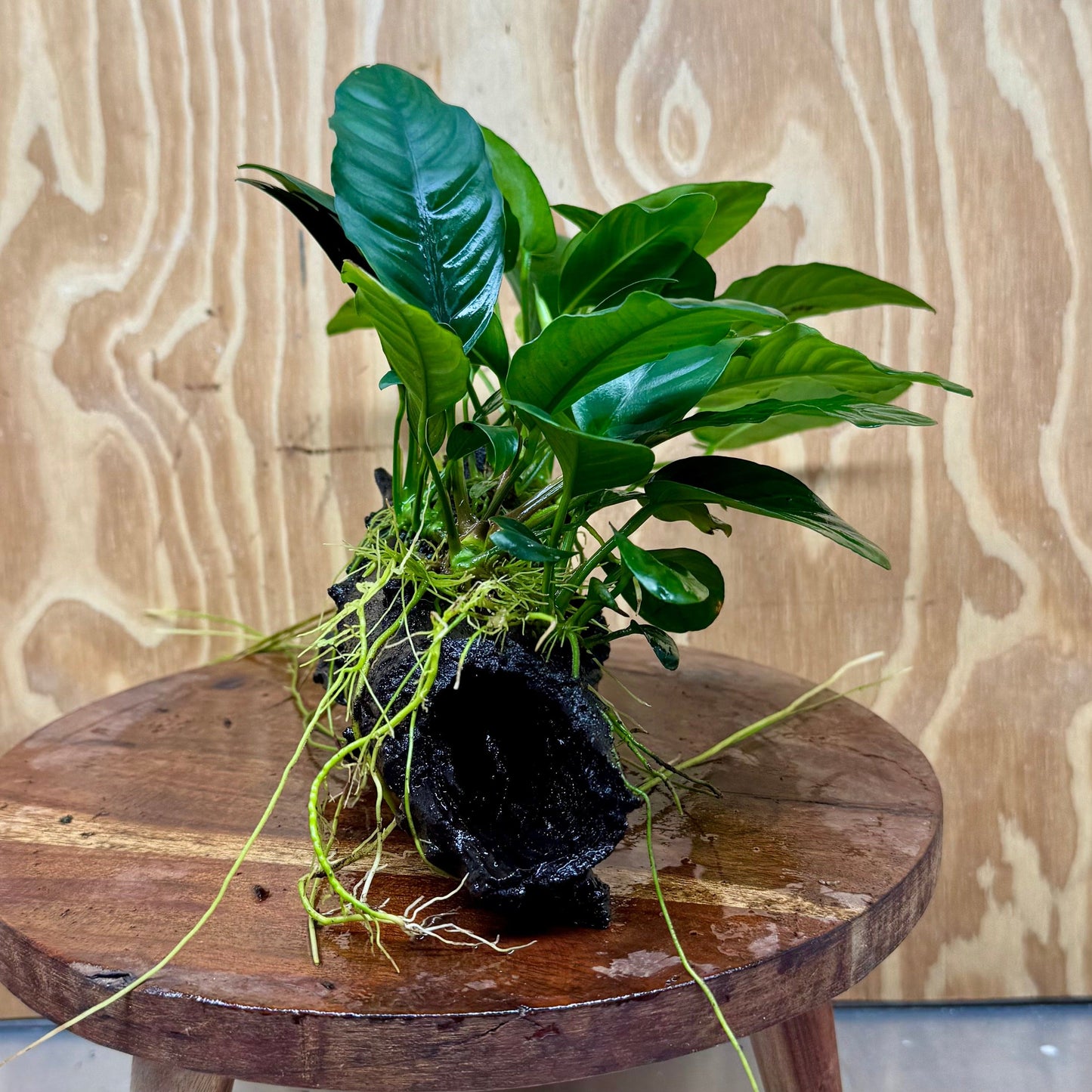 Pisces Enterprises One Only Nano Rainforest Driftwood Creation - One Only - Beautiful Nano Rainforest Driftwood Creation - One Only - Beautiful