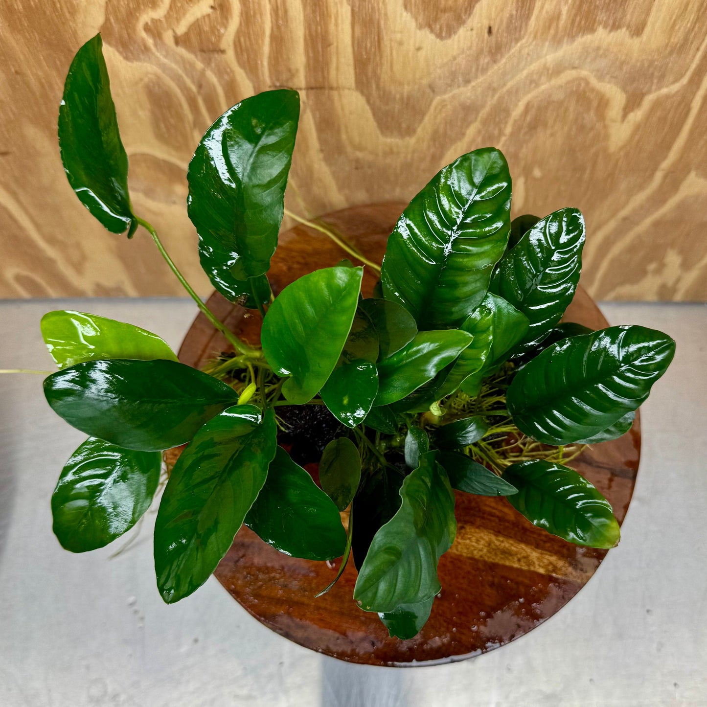 Pisces Enterprises One Only Nano Rainforest Driftwood Creation - One Only - Beautiful Nano Rainforest Driftwood Creation - One Only - Beautiful